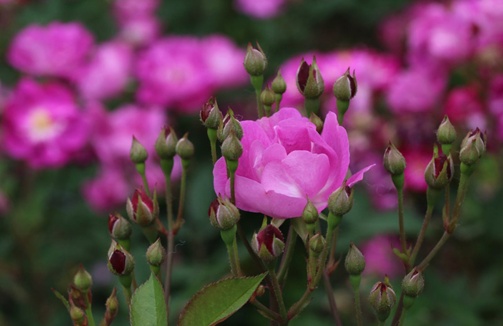 5 varietà di rose da conoscere