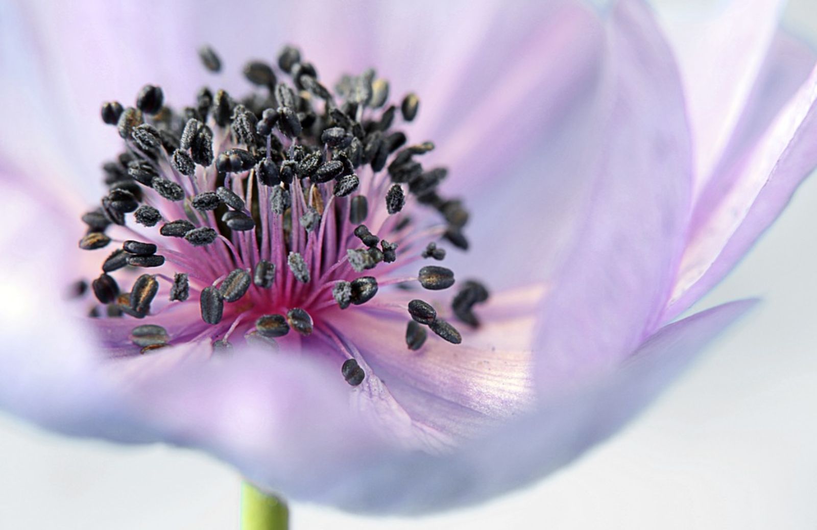 Giardinaggio fai da te: 5 fiori da piantare a luglio