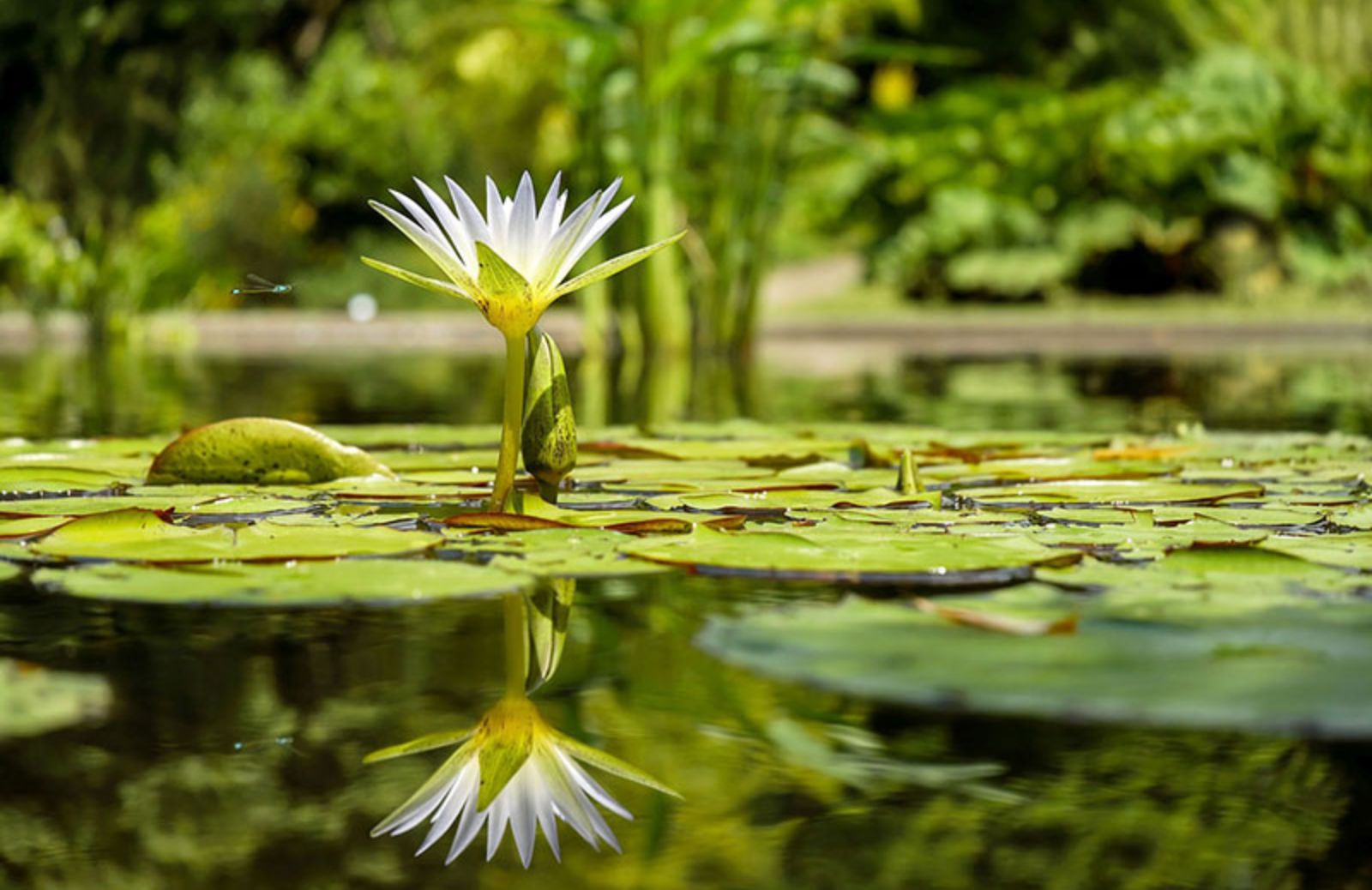 Giardino acquatico: 5 piante che fioriscono in primavera