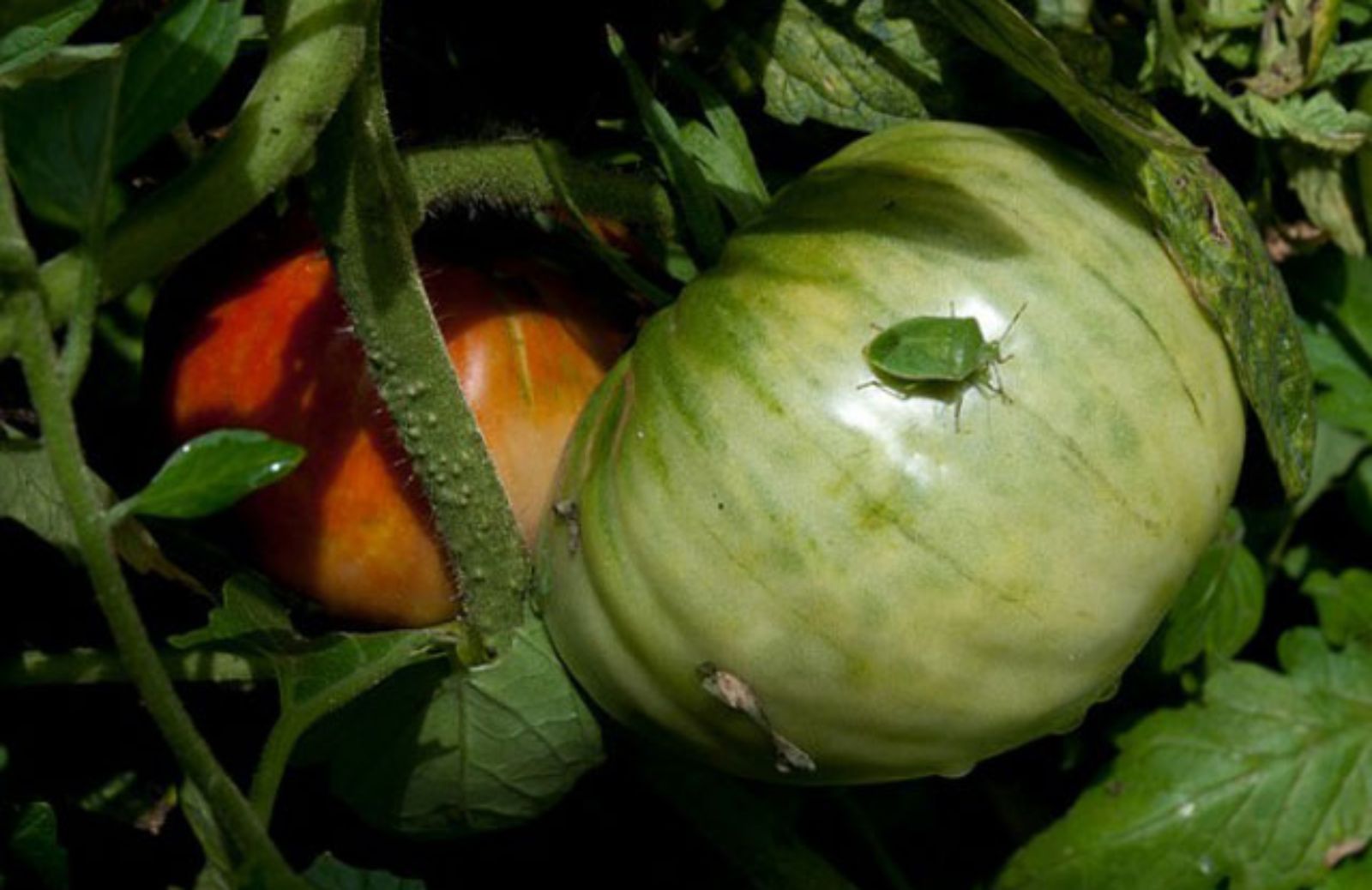 I 5 trucchi naturali per allontanare i parassiti dal giardino