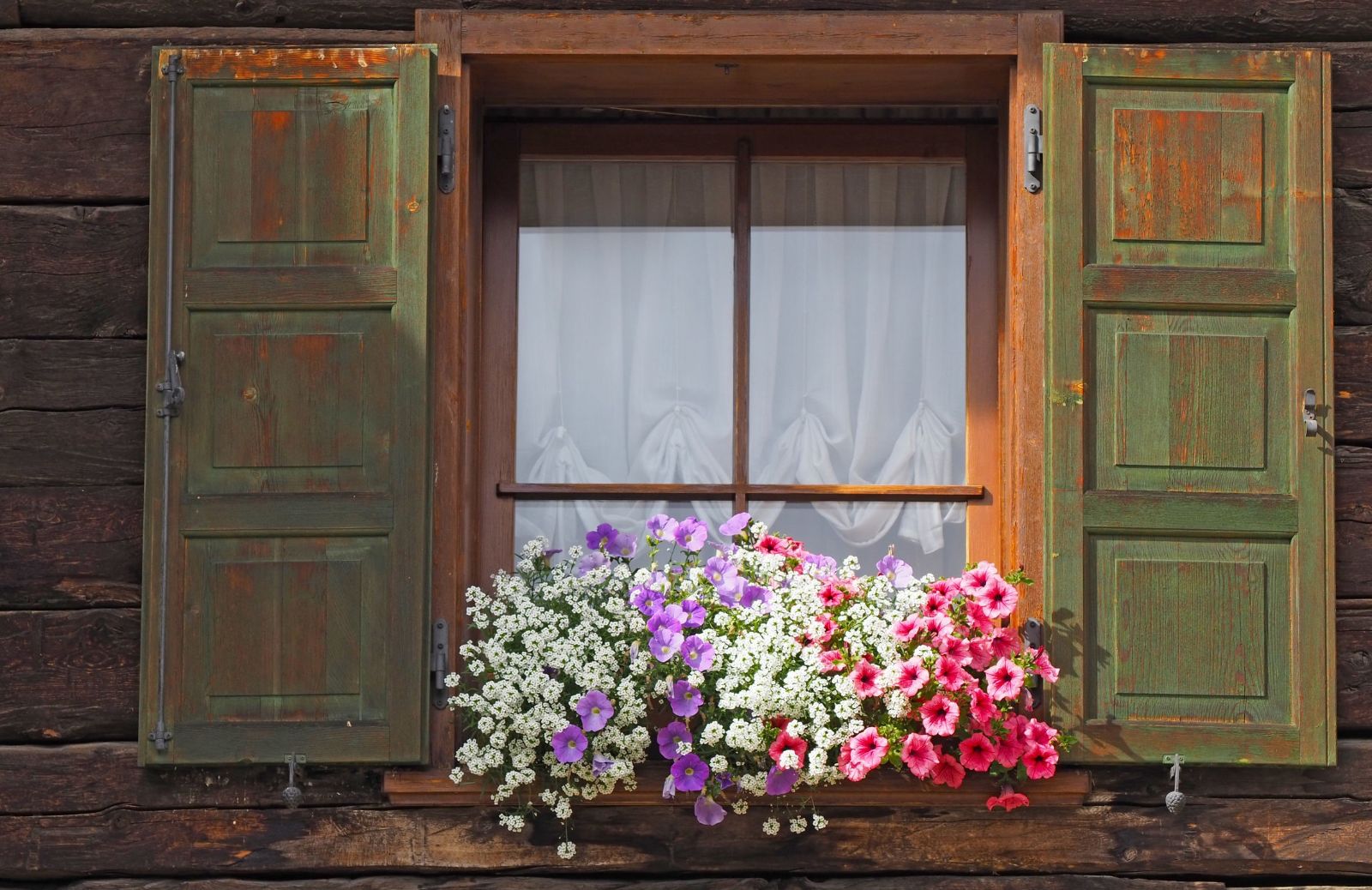 10 piante perenni da vaso che fioriscono in primavera