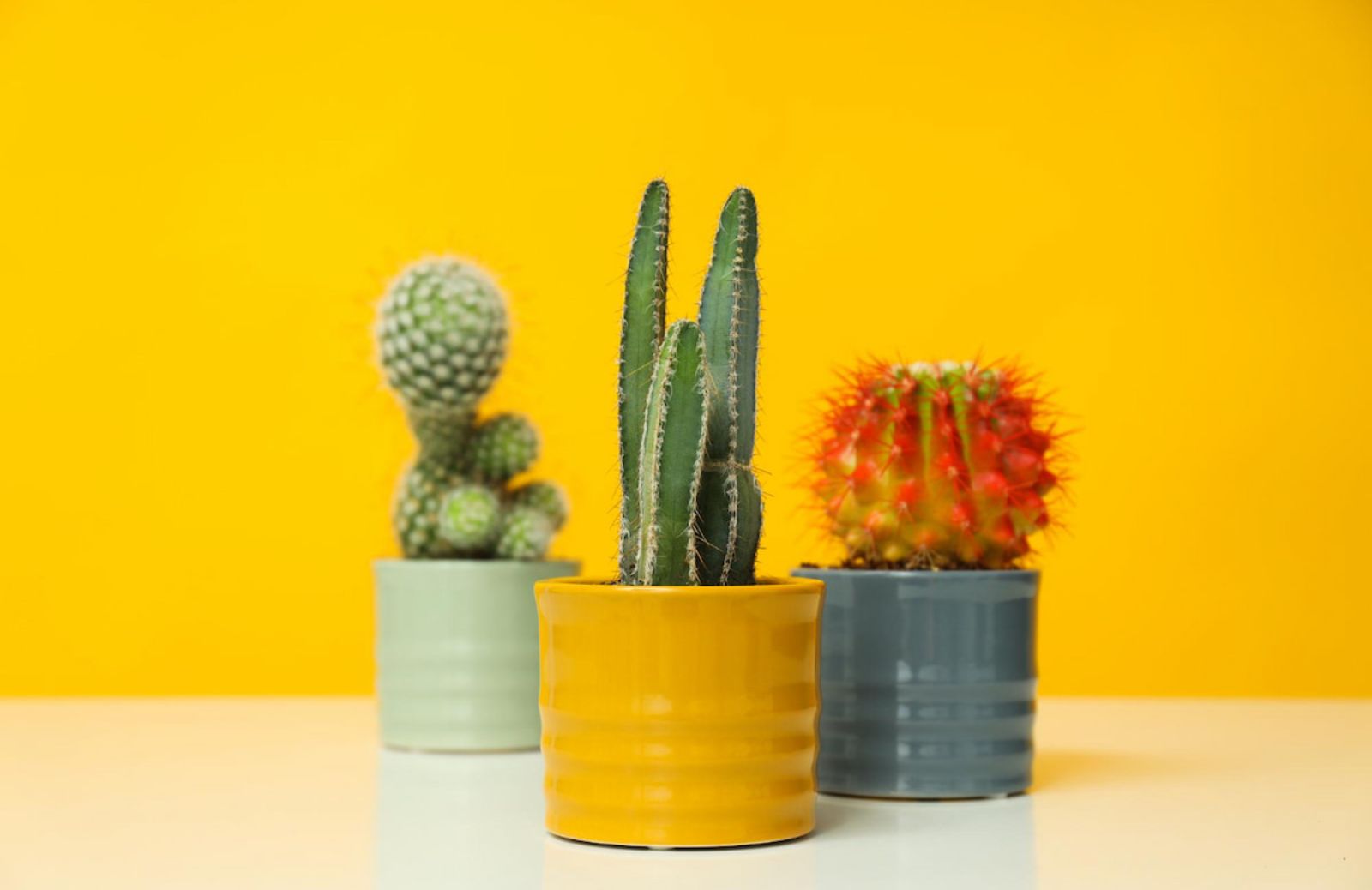 Piante grasse per interni: le 10 da scegliere