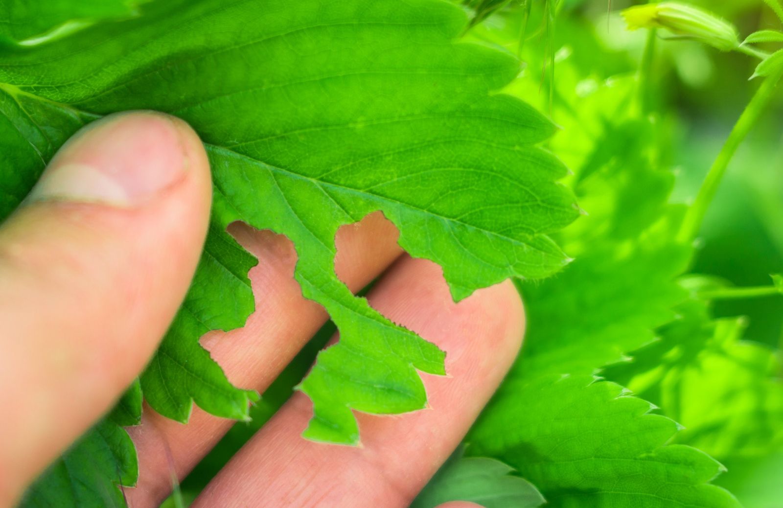 I 10 parassiti delle piante nemici del tuo balcone 