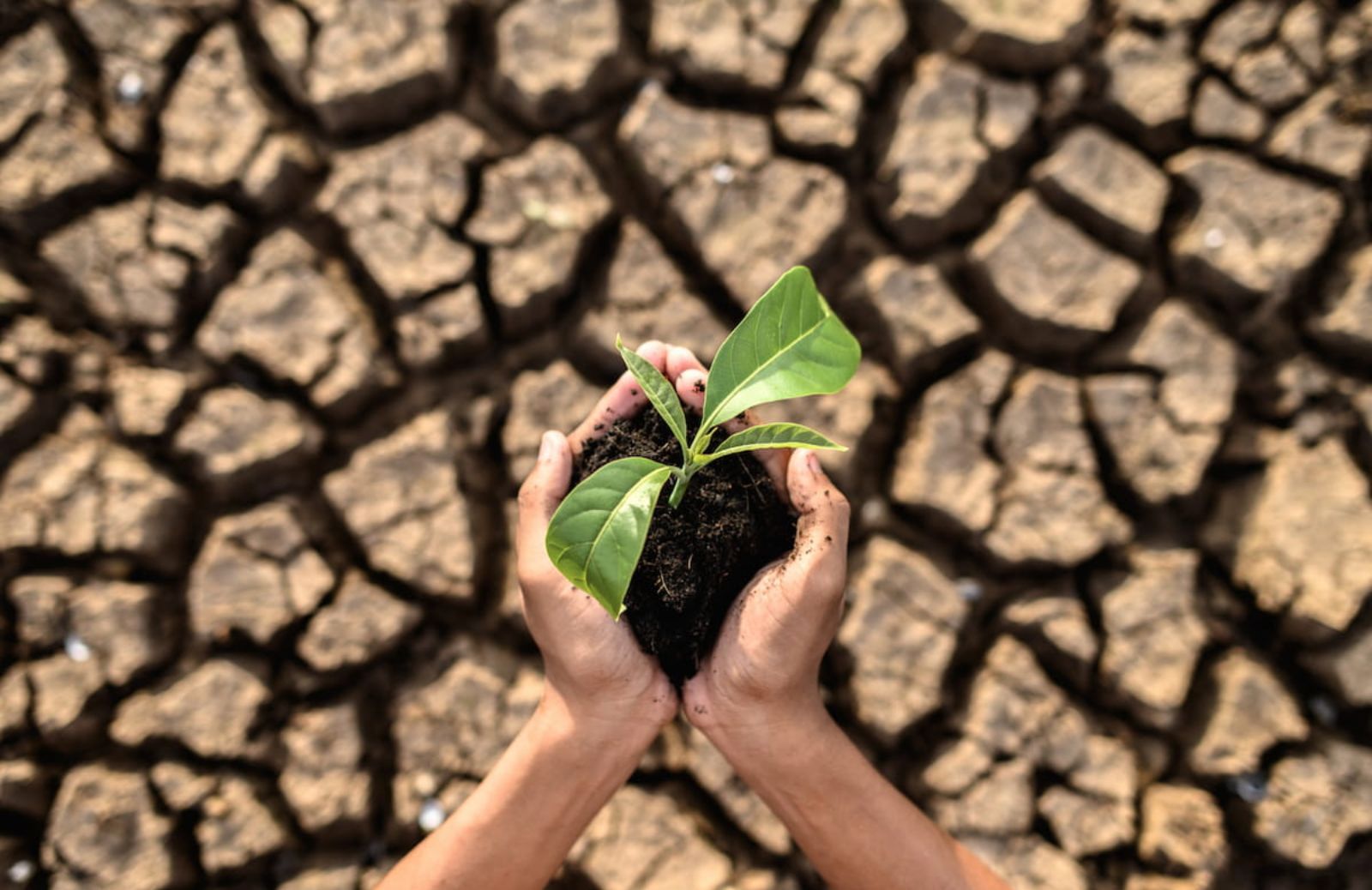 Crisi climatica e senso di impotenza: come agire quando tutto sembra inutile