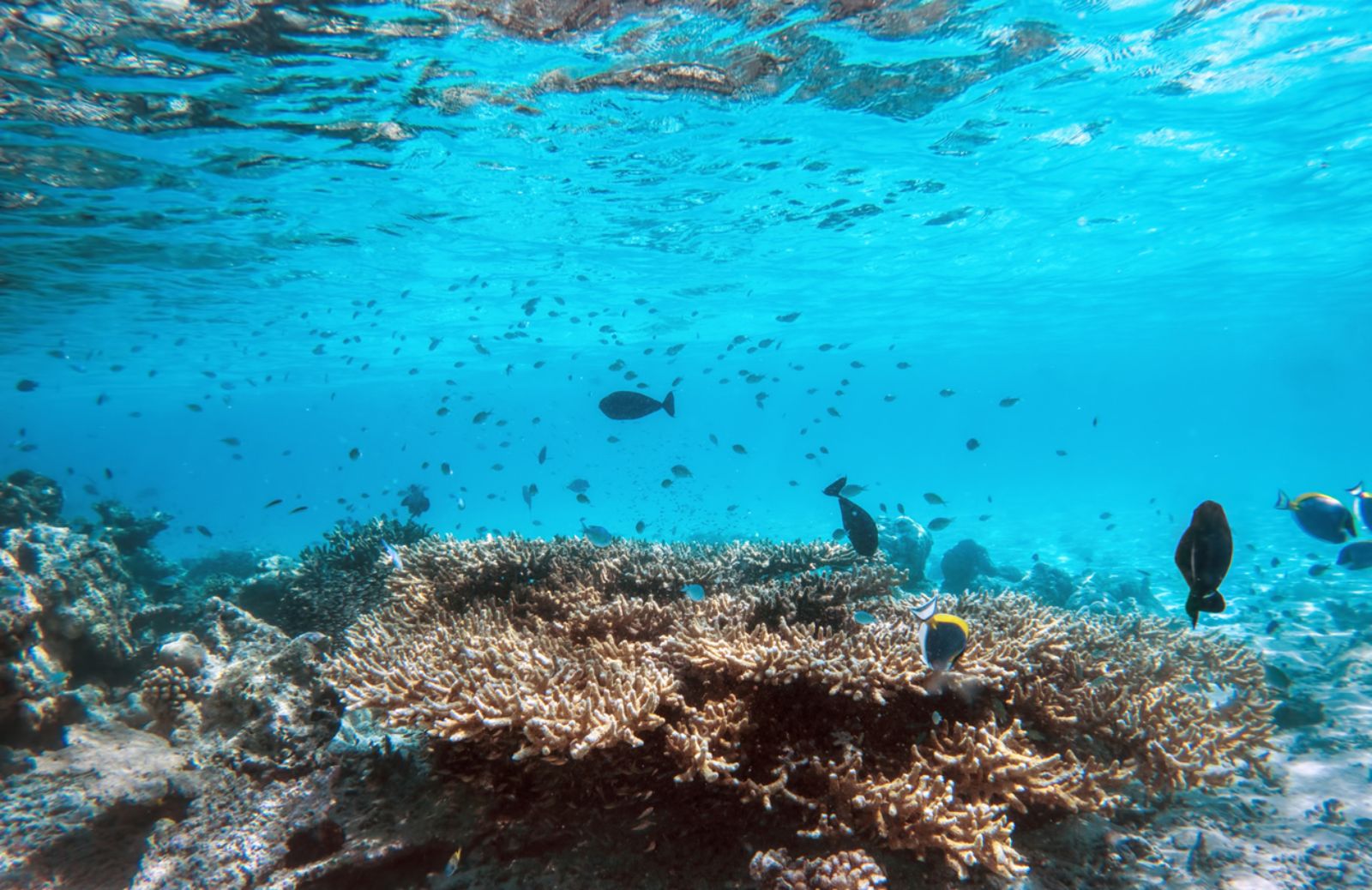 Entro il 2100 l’impatto dell’uomo distruggerà gli oceani 