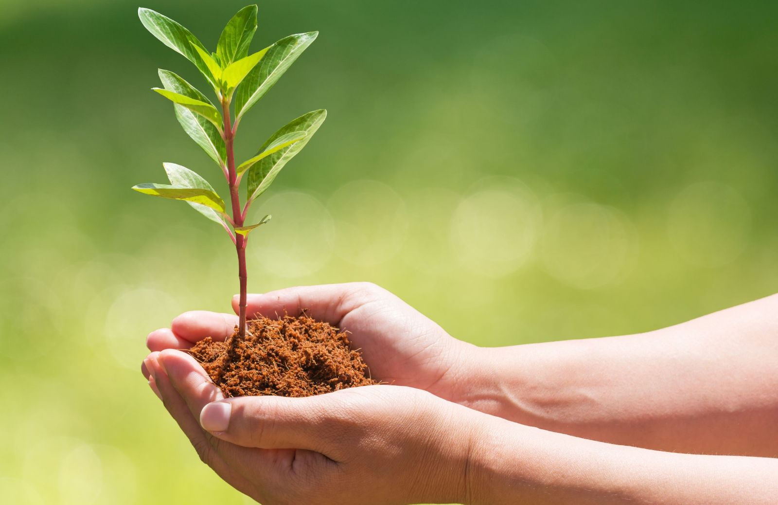 Regalare un albero con un click per rendere il Pianeta più green