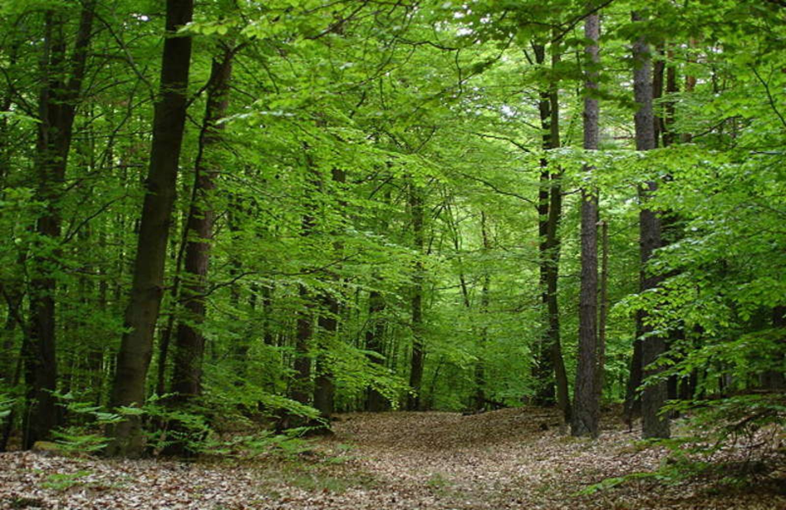 SOS ambiente: frassini europei a rischio scomparsa