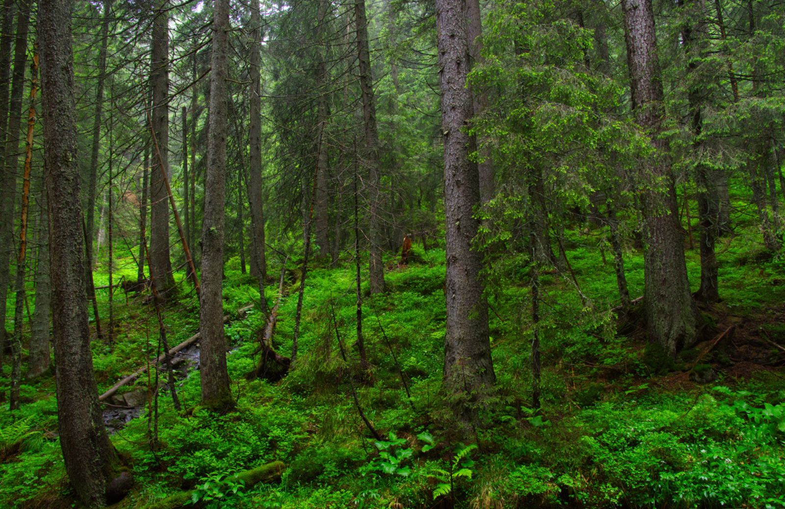 Smart forest: quando un'app ti dice dove andare per funghi o in bici