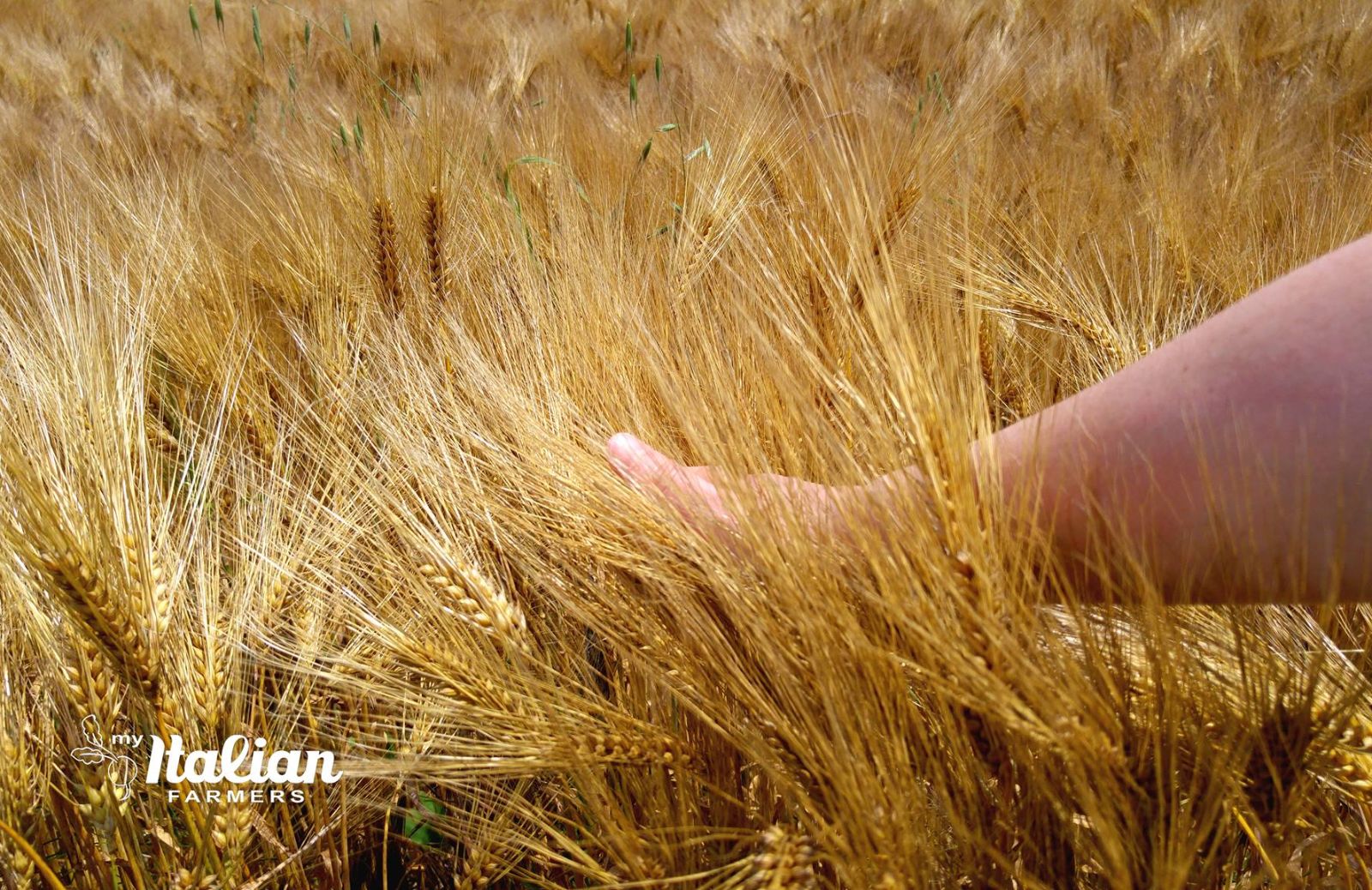 My Italians Farmers: è online il portale con le storie di buona agricoltura