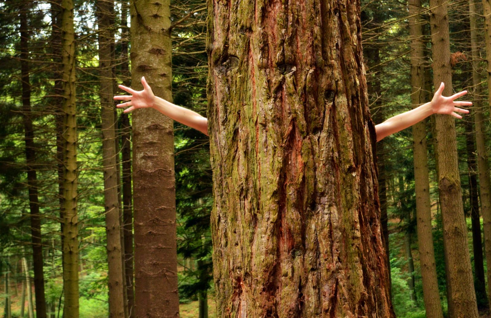 La rinascita secondo le donne di WeTree