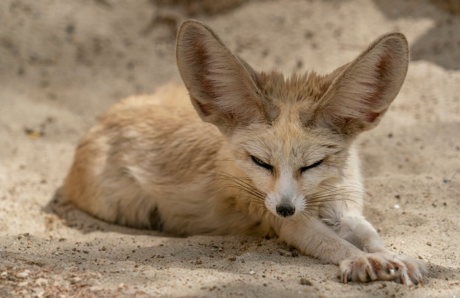 Fennec, caratteristiche e curiosità della volpe del deserto