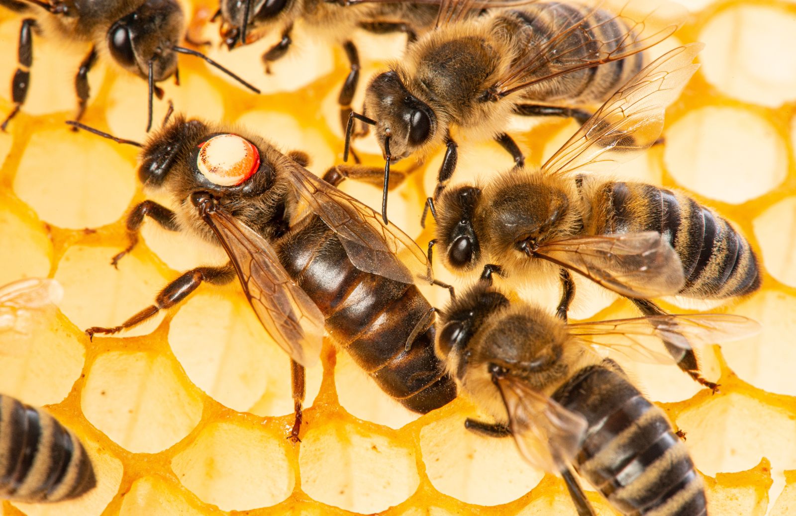 Api, formiche, elefanti: il matriarcato negli animali