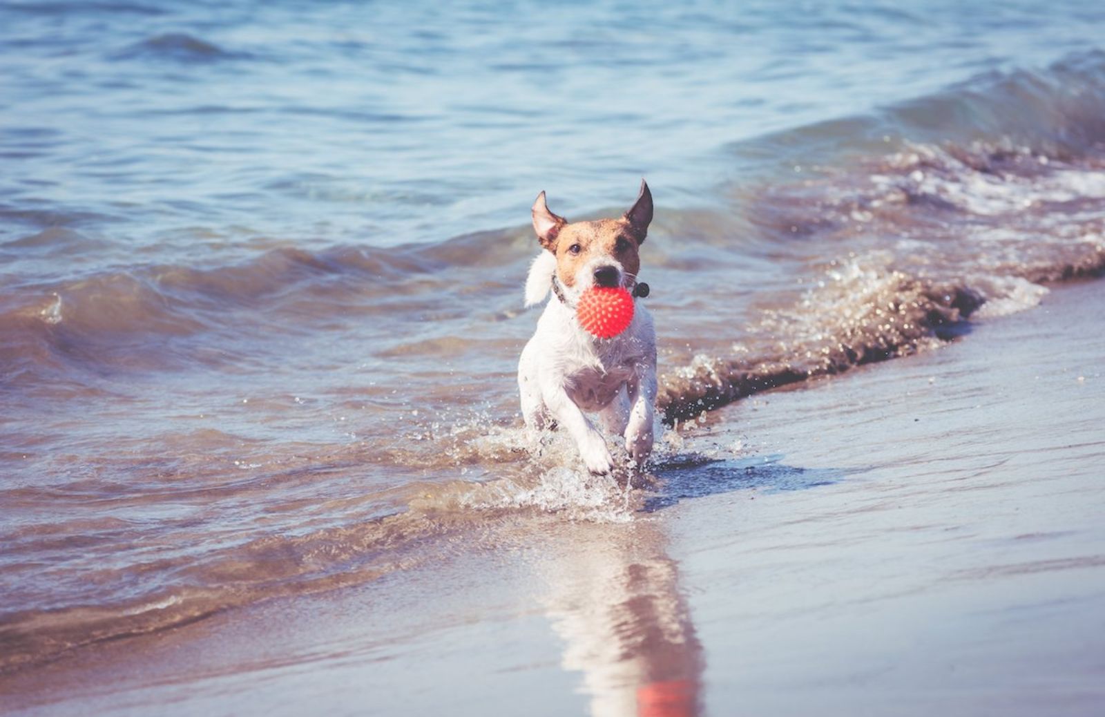 Vacanze pet friendly: alcune idee perfette (anche) per il tuo cucciolo