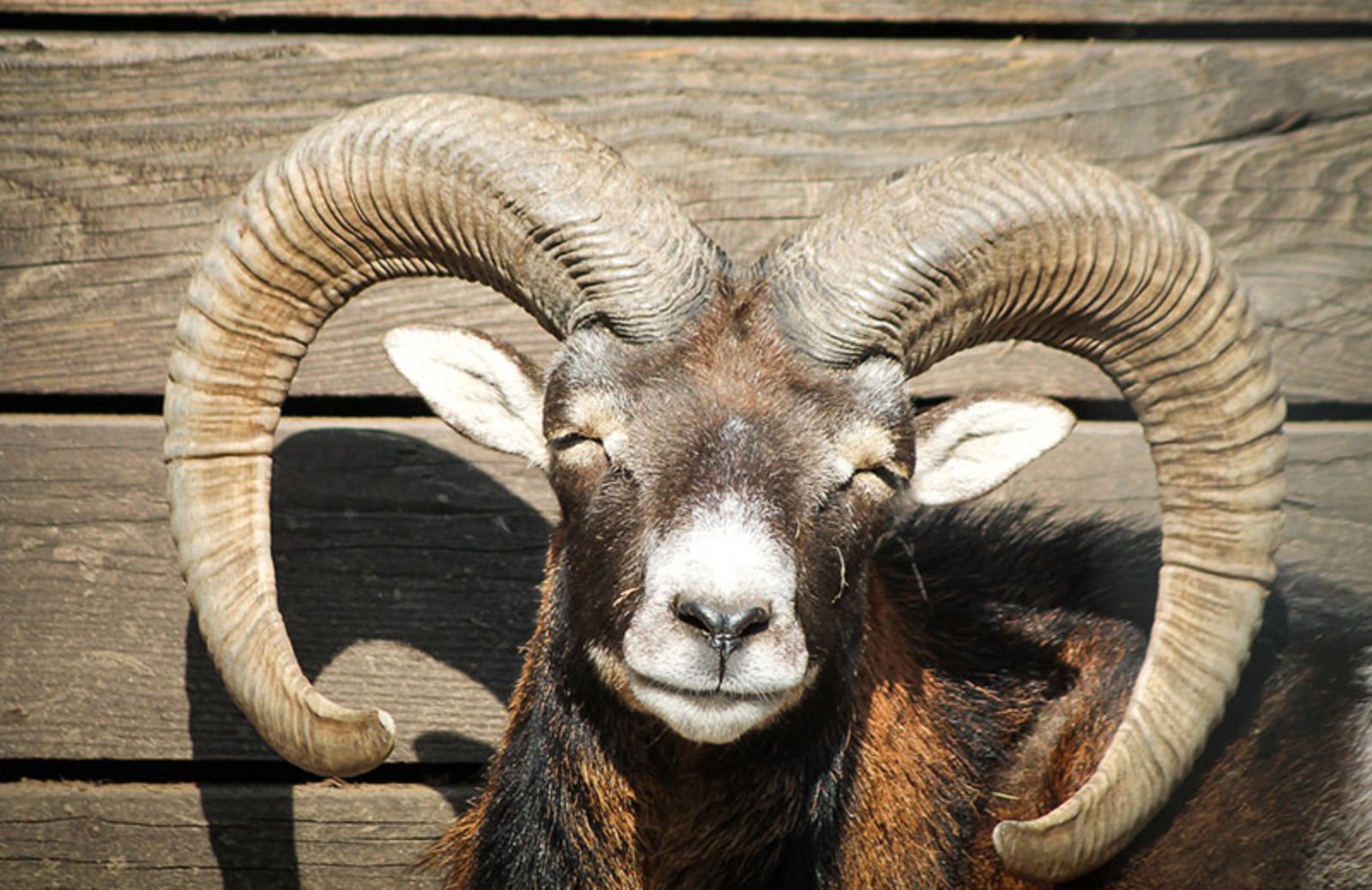 10 animali con le corna più ‘scenografiche'