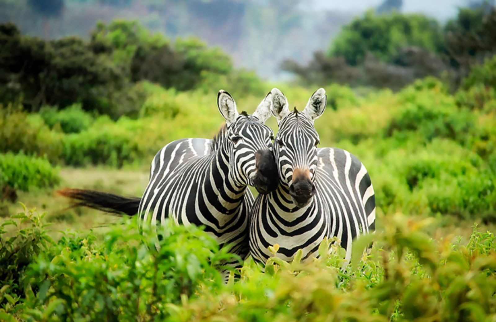 10 nomi di animali che iniziano con la lettera Z