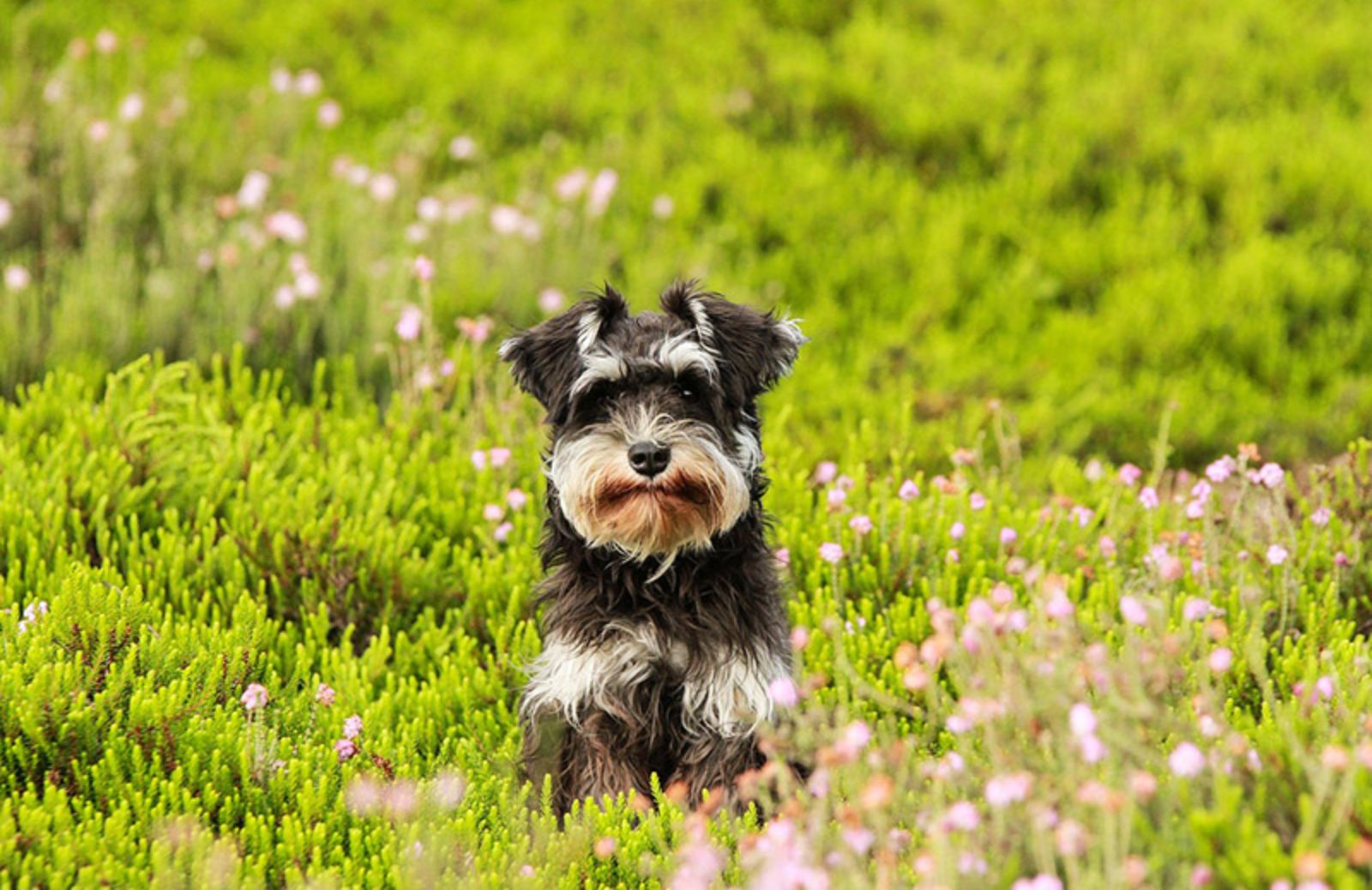 10 nomi per cani femmina ispirati alle grandi donne della storia