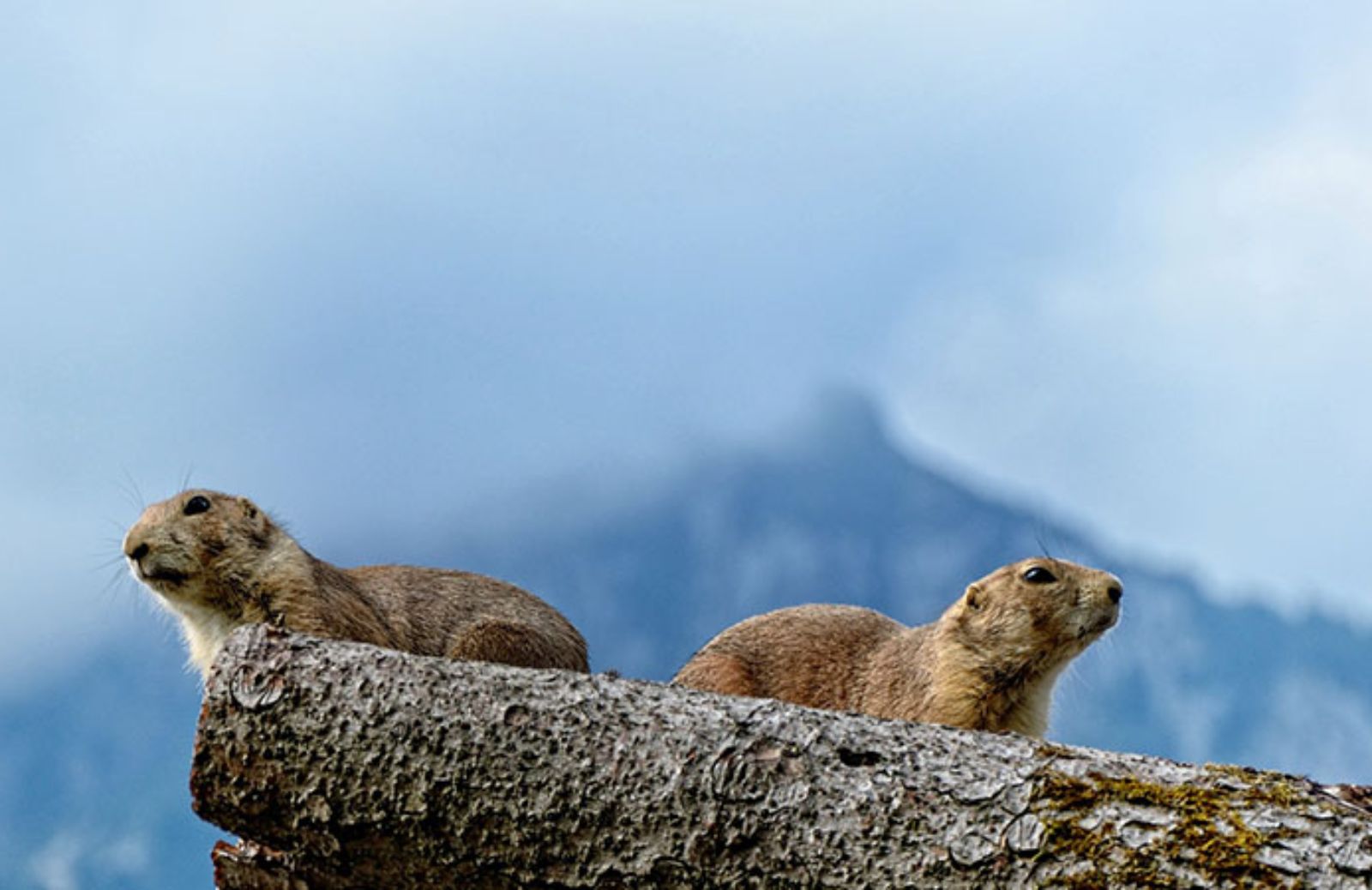 5 animali che vanno in letargo nei periodi più freddi