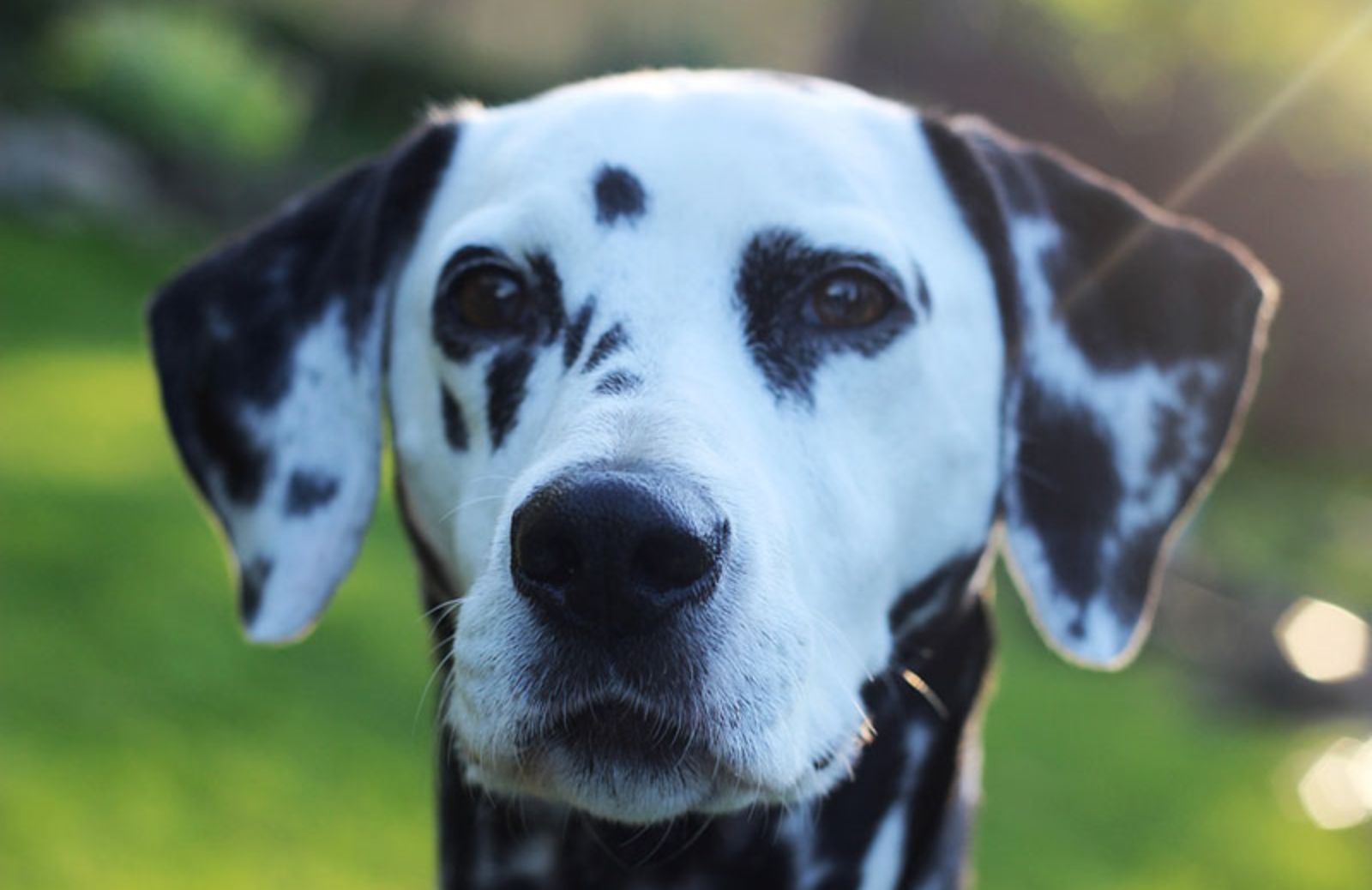 5 caratteristiche del Dalmata