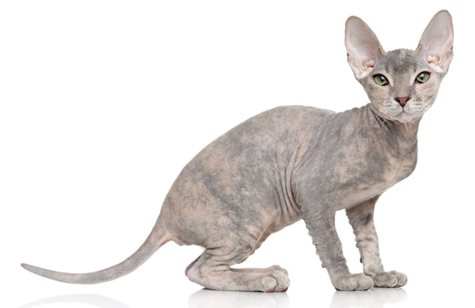 5 caratteristiche del gatto Peterbald 