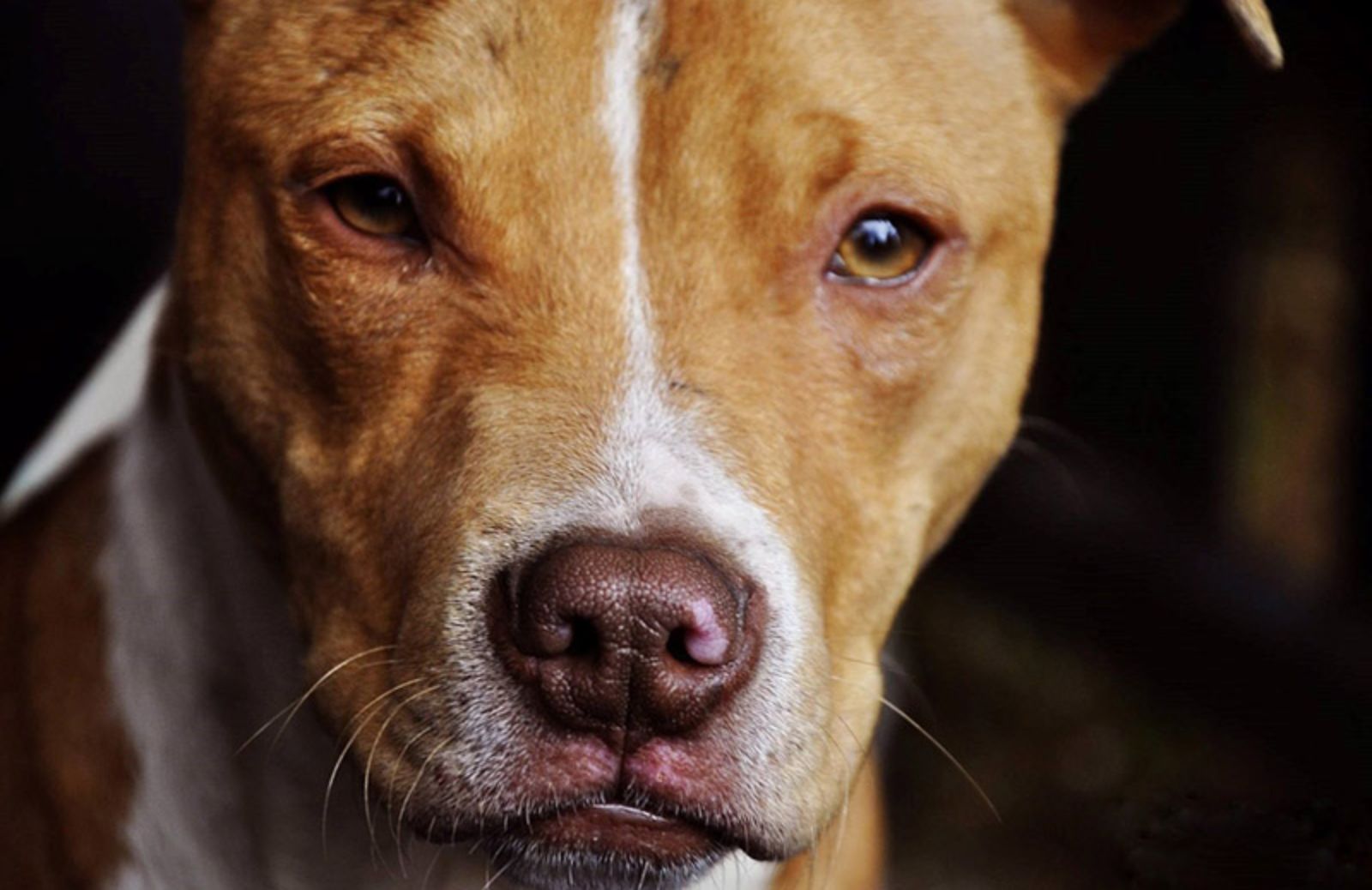 5 caratteristiche del pitbull