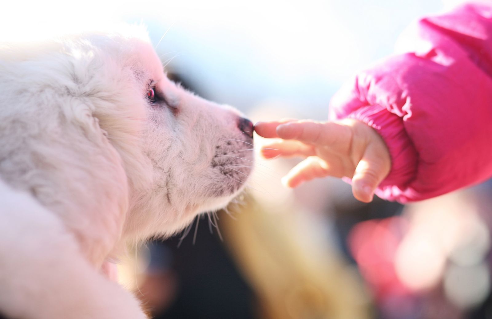 5 nomi teneri per cani maschi