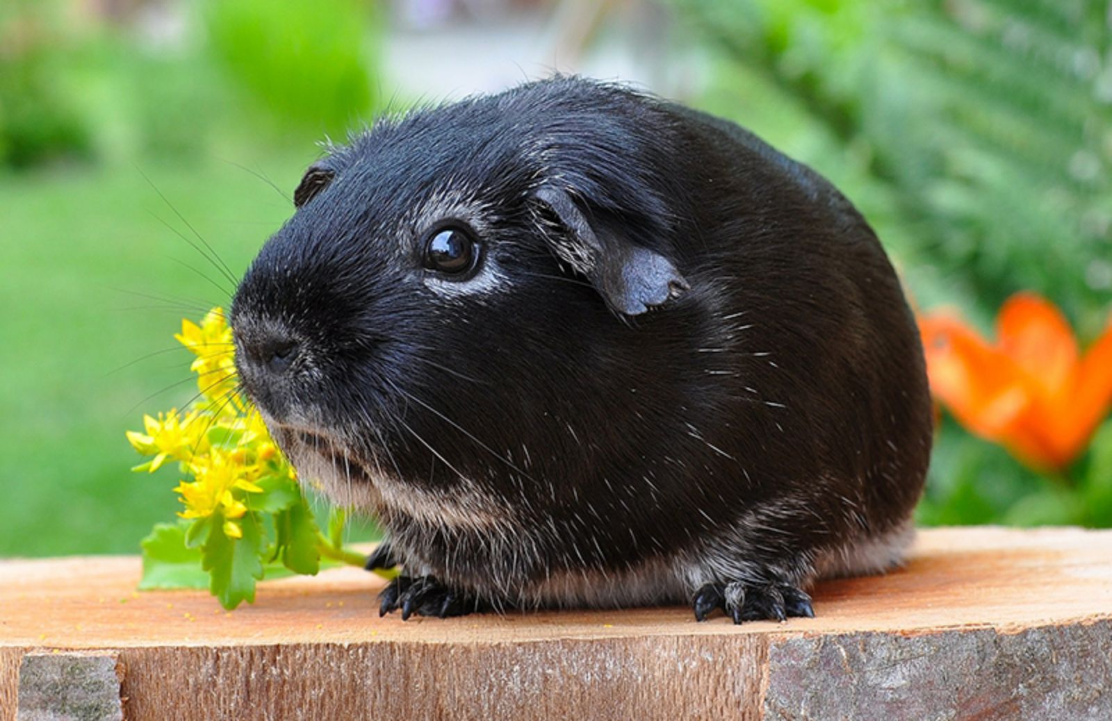 Animali domestici piccoli: 5 dolcissimi pet da tenere in casa