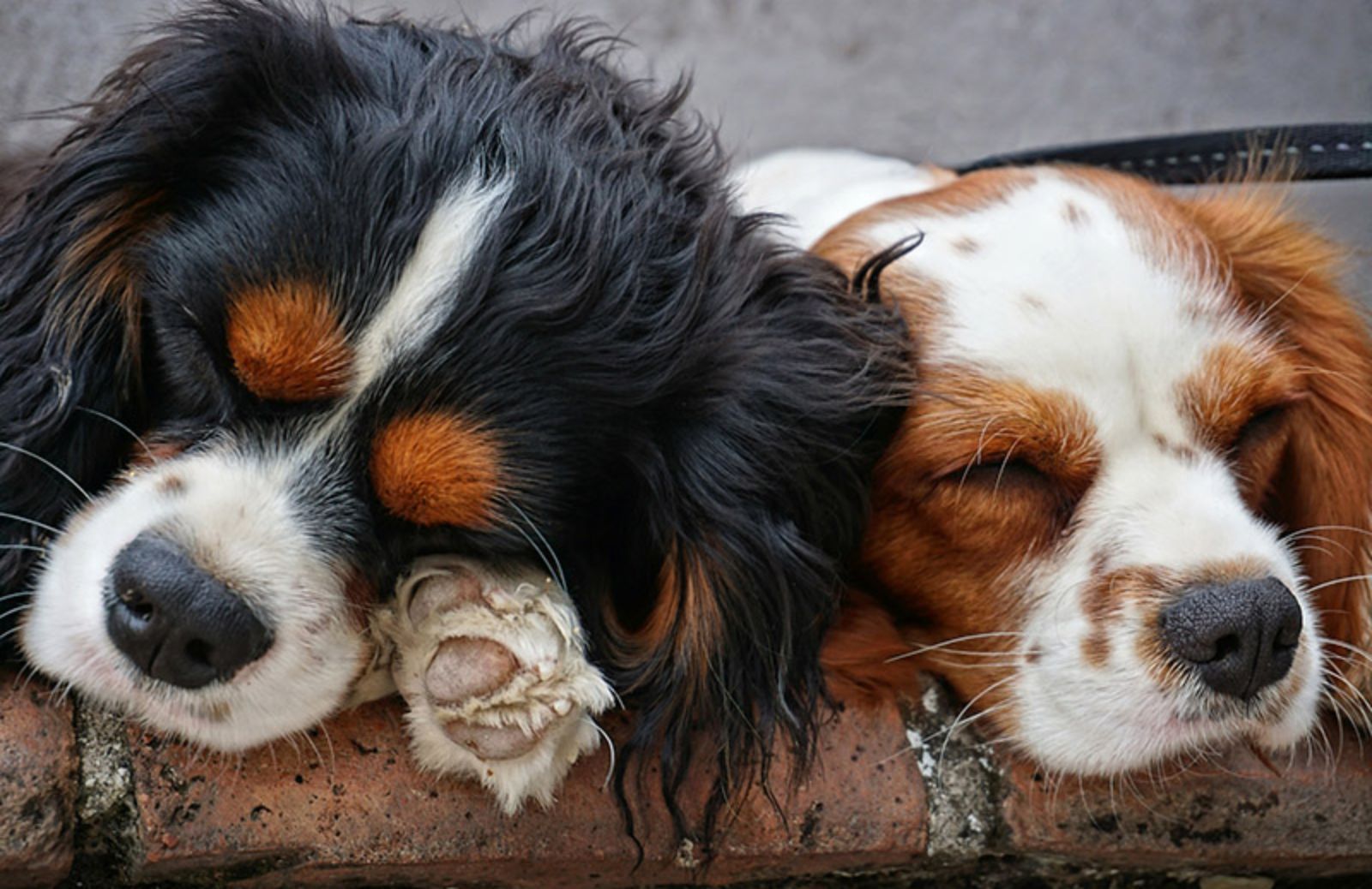 Cane che non abbaia: 5 razze di cani silenziosissime