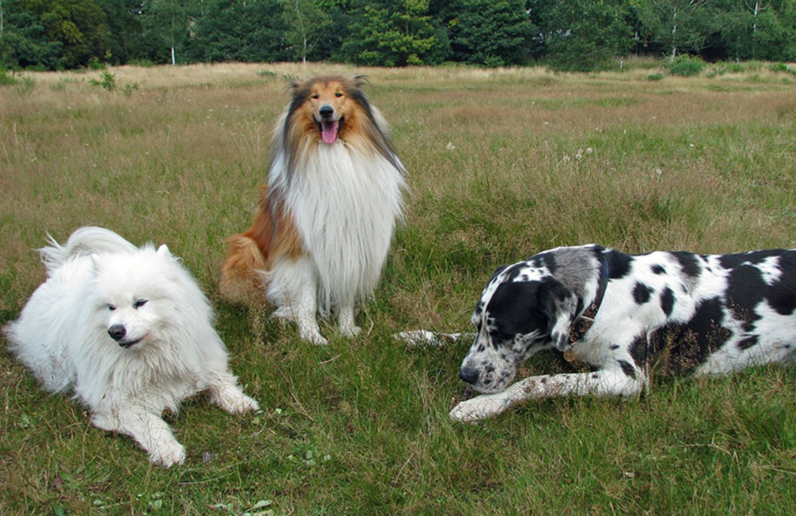 Cani da guardia: le 5 razze adatte anche ai bambini 