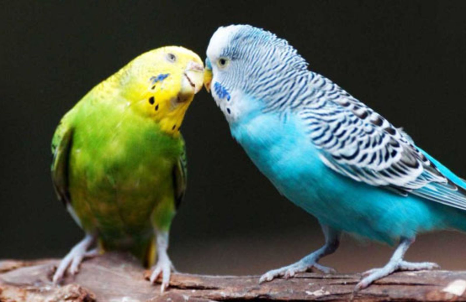 Come insegnare al pappagallino a salire sulla mano. In 5 mosse