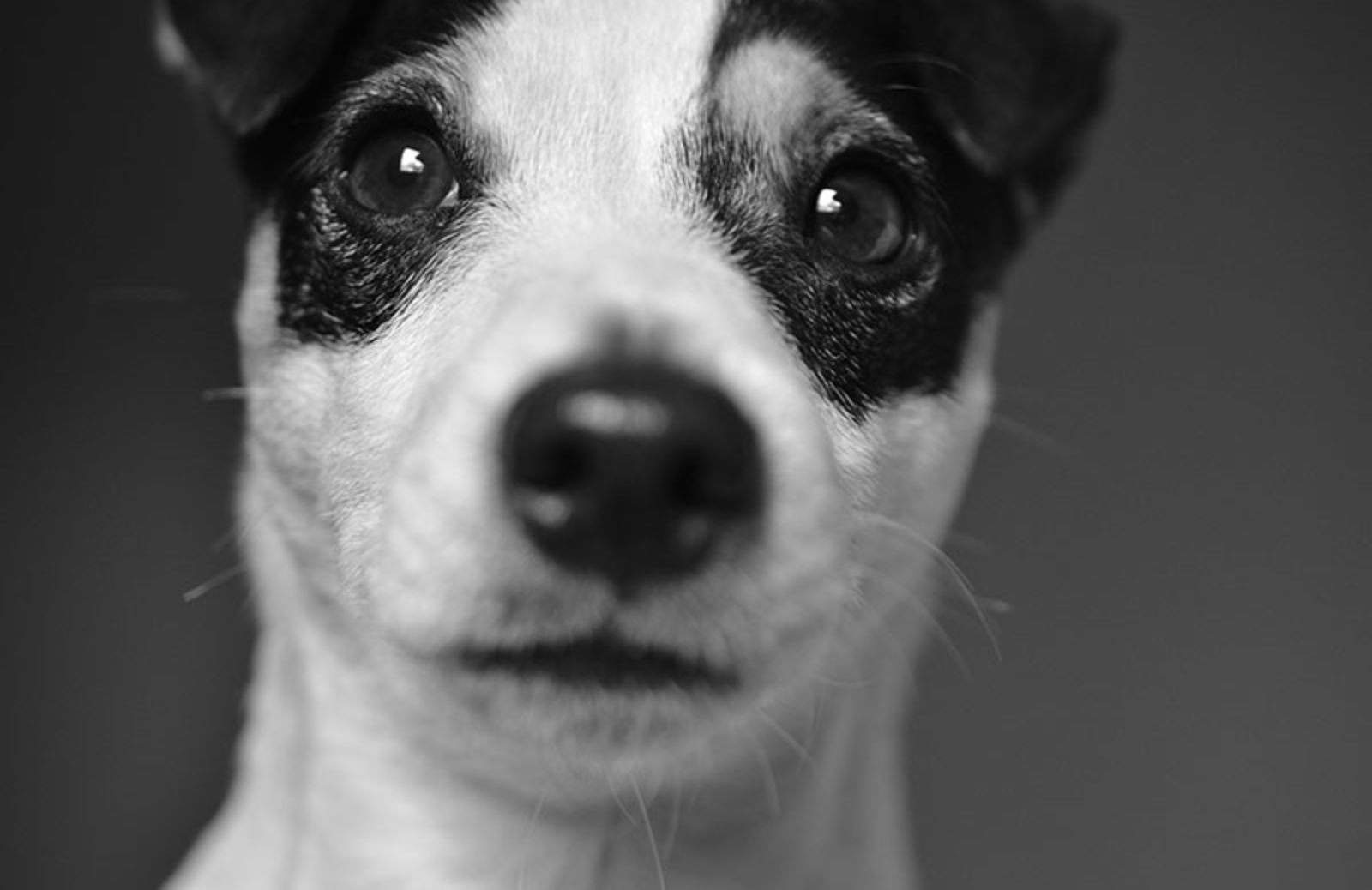 Così il tuo cane ti dice 