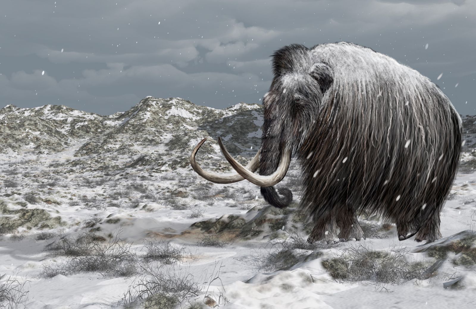 Dodo, mammut & co: 5 animali estinti