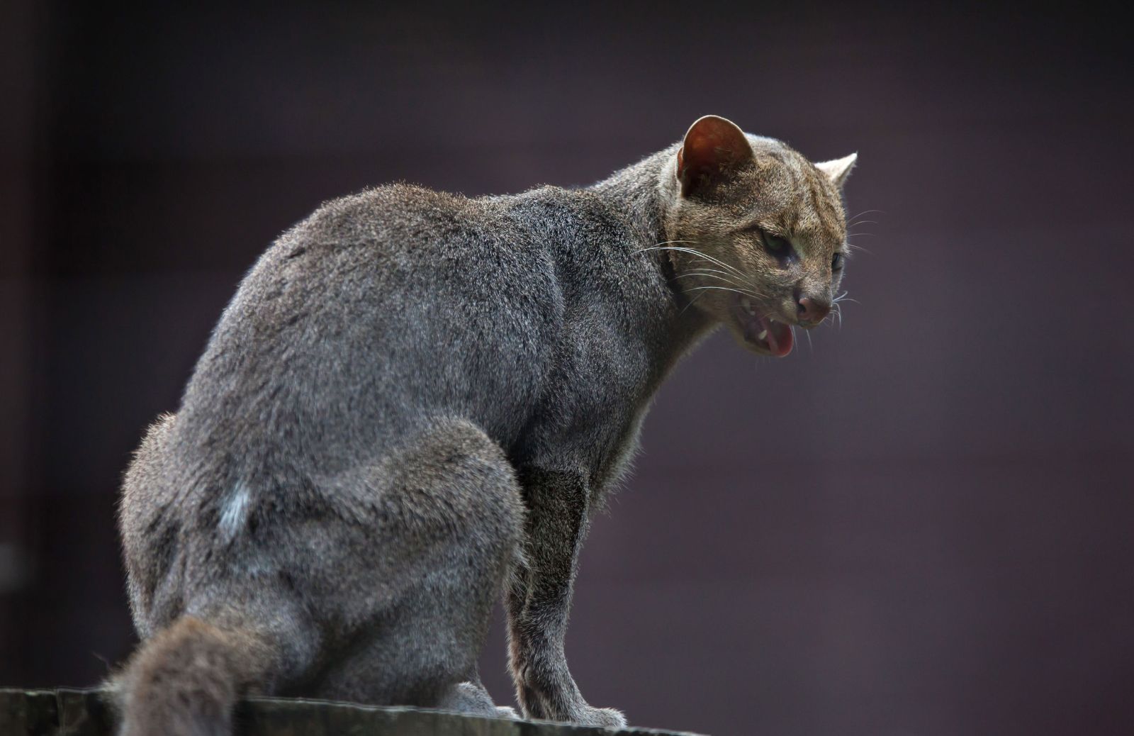 Gatti selvatici: le specie più pericolose