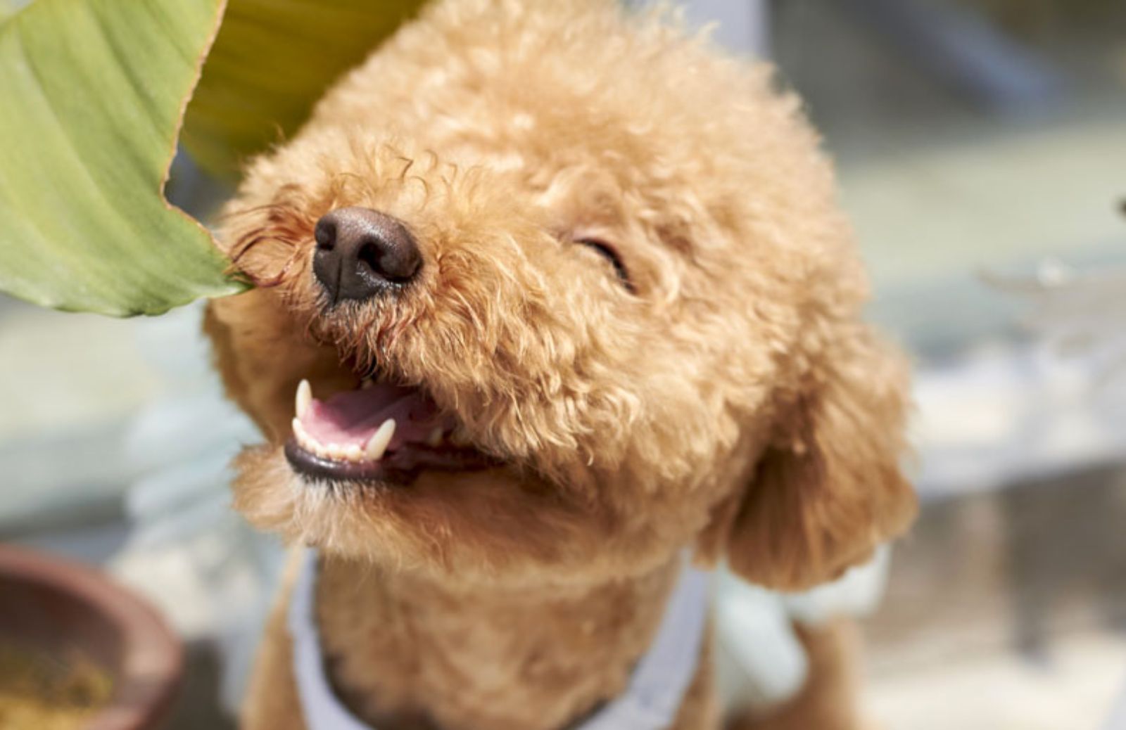 I 10 cani di piccola taglia più adatti a vivere in appartamento