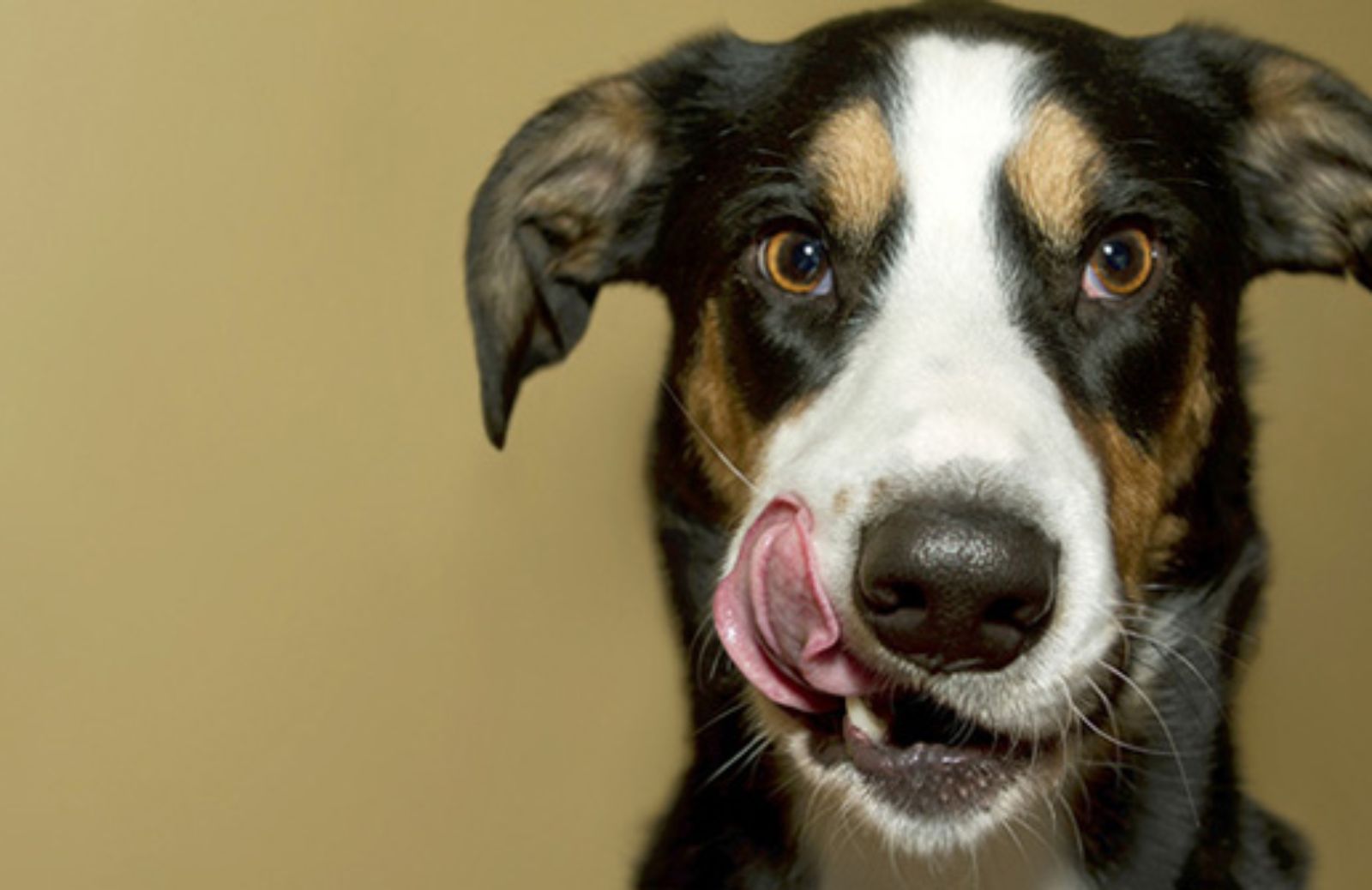 I 10 fattori che generano stress nel cane