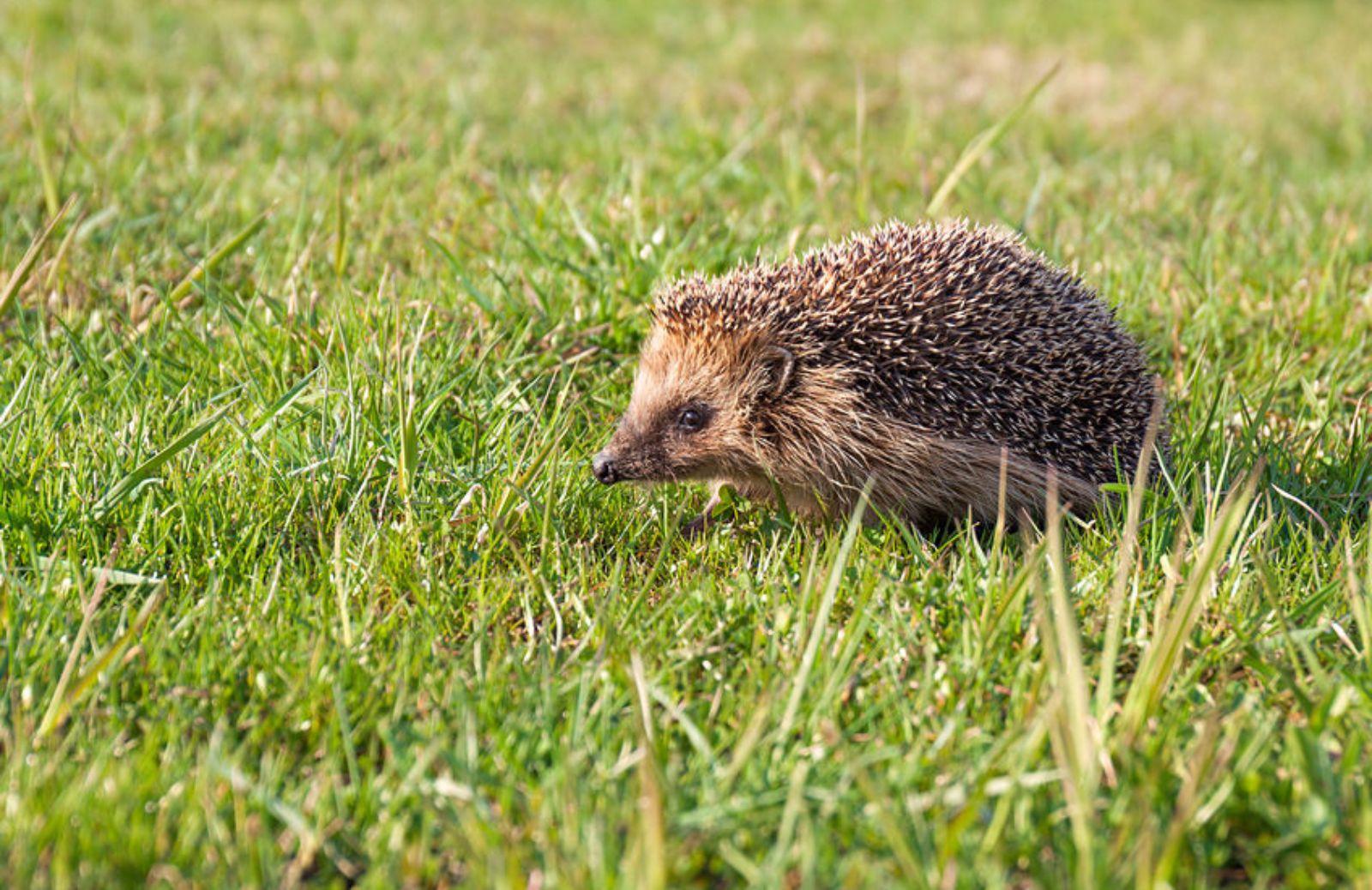 I 5 animali che vanno in letargo in autunno