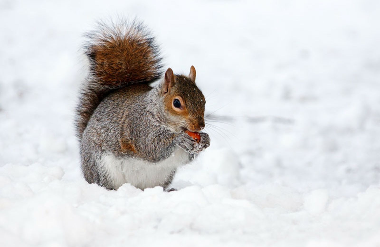 I 5 animali che vanno in letargo in inverno (tutti a nanna!)