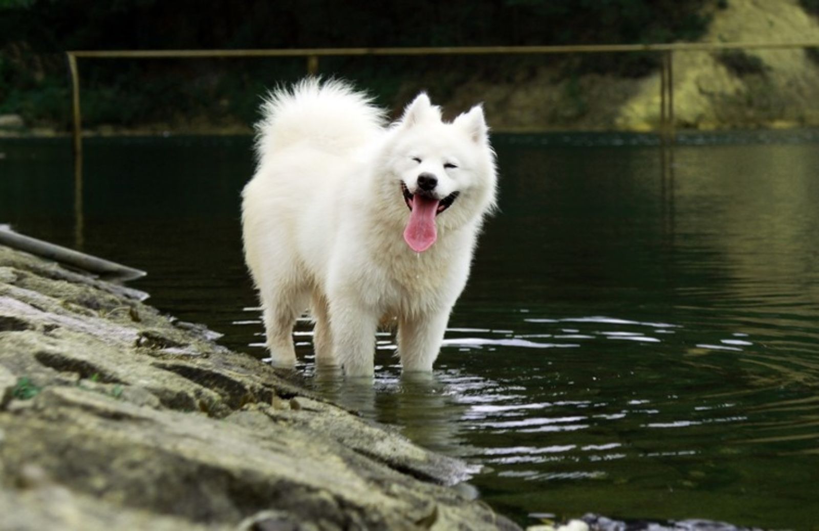 I 5 animali più felici del mondo