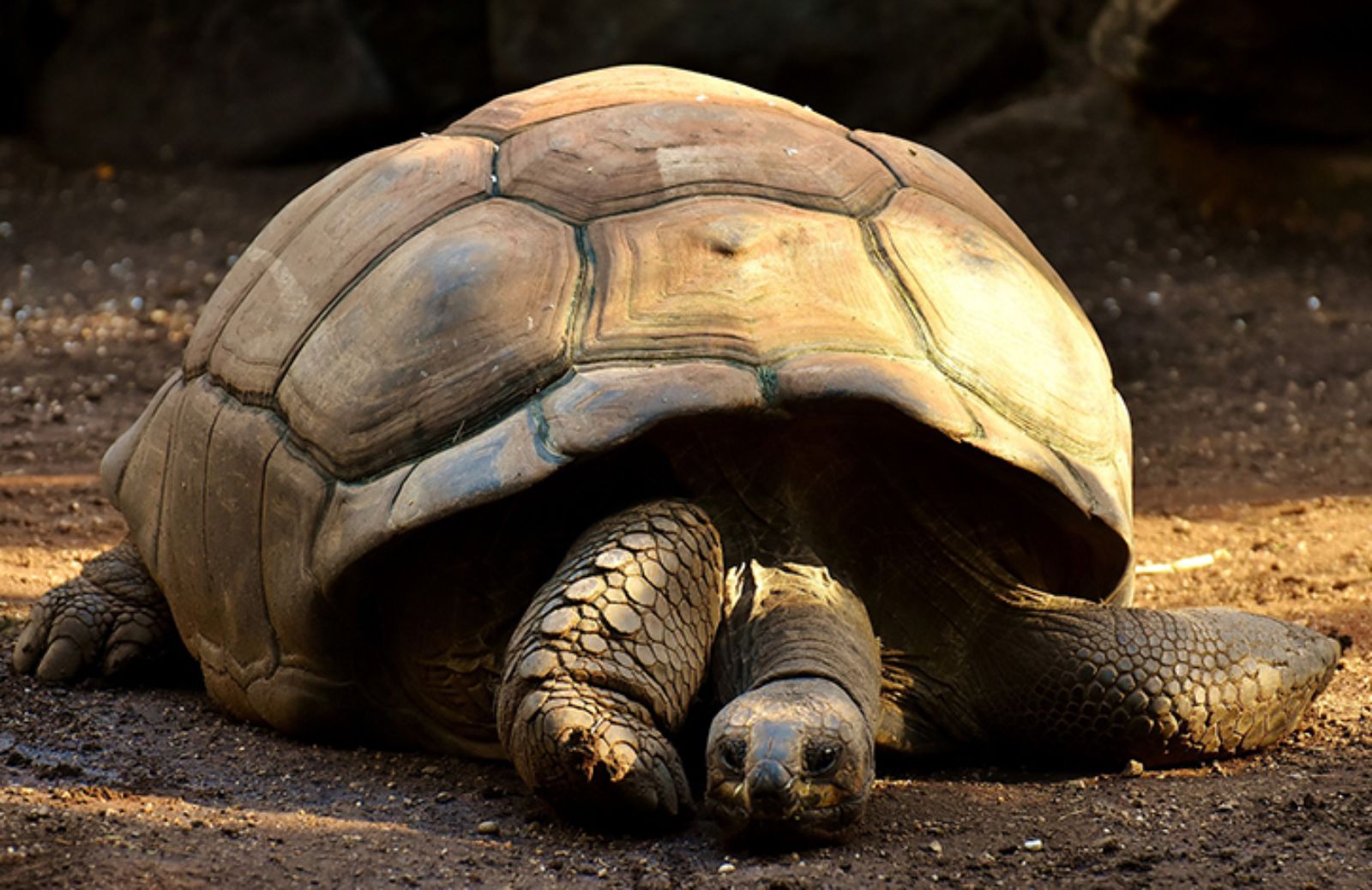 I 5 animali più longevi al mondo