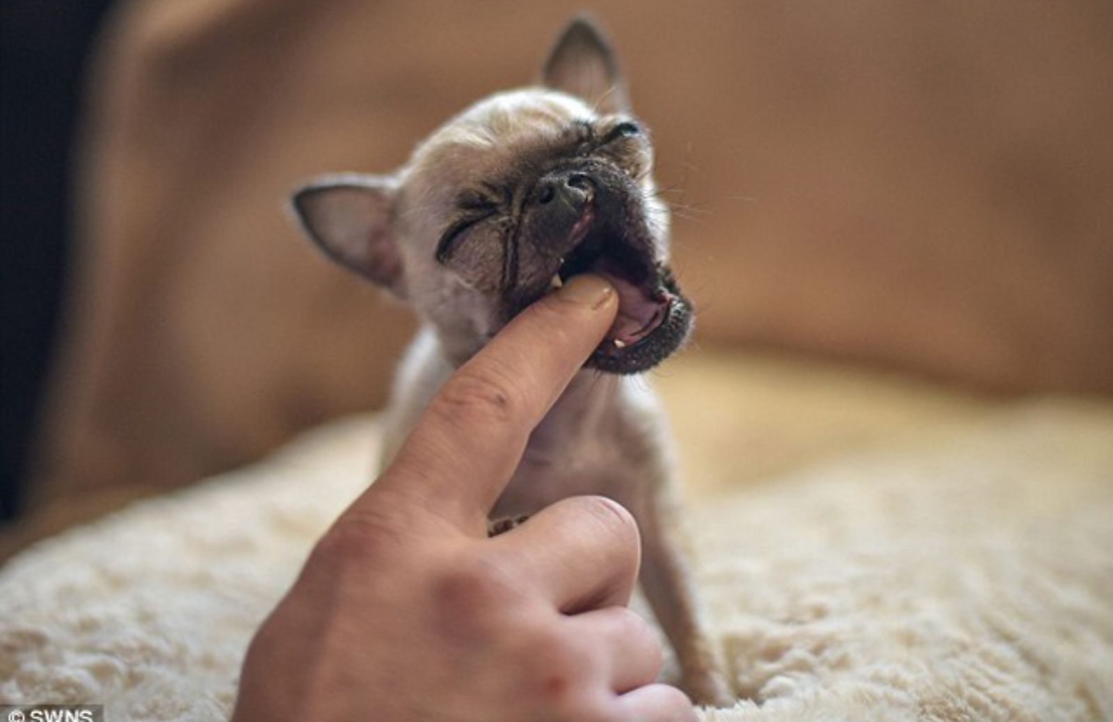I 5 cani di piccola taglia più simpatici da adottare