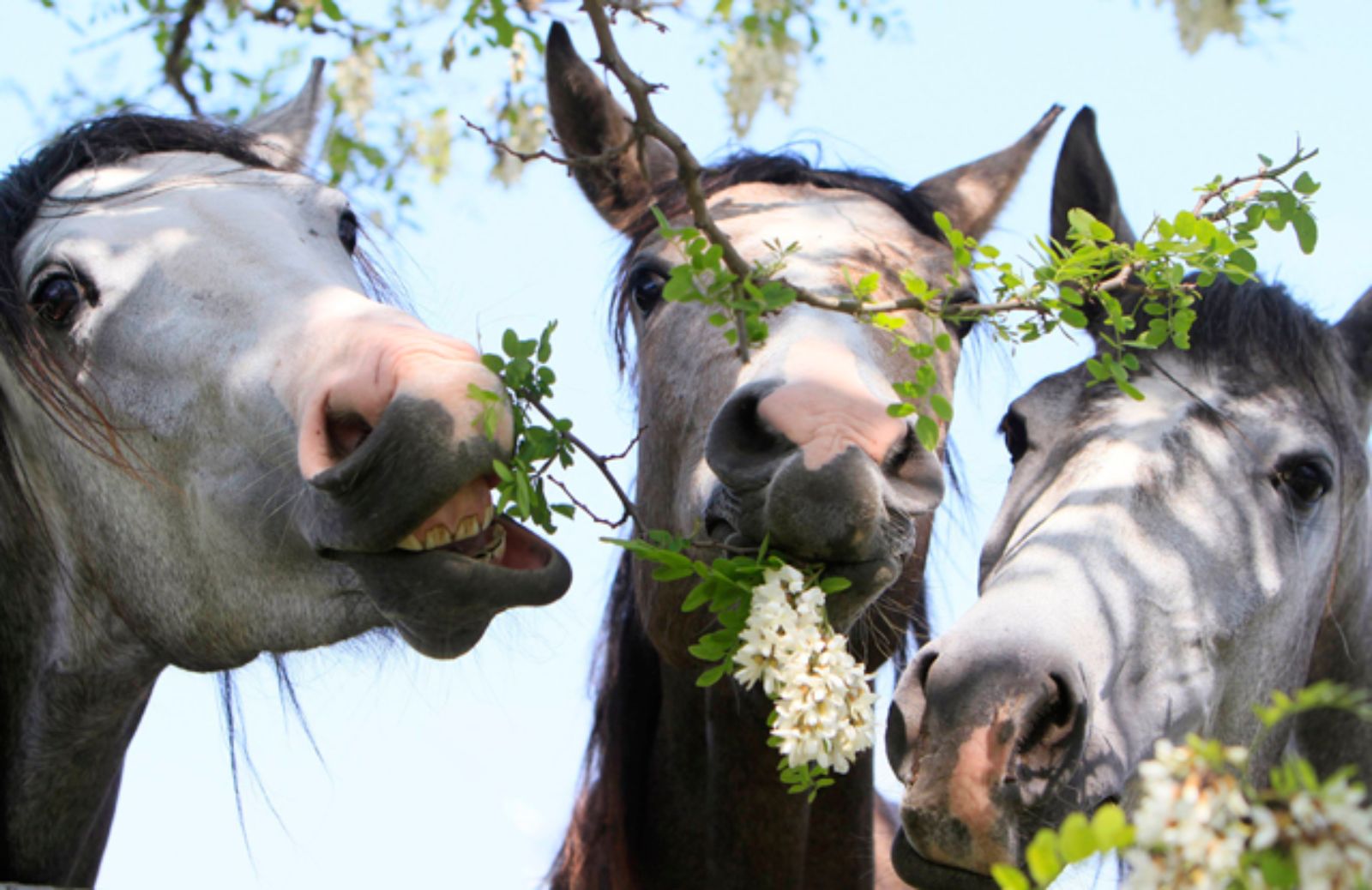 I 5 cibi da non dare mai al cavallo