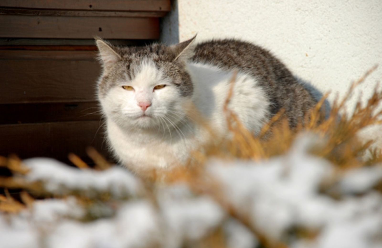 I 5 consigli per prendersi cura di un gatto anziano