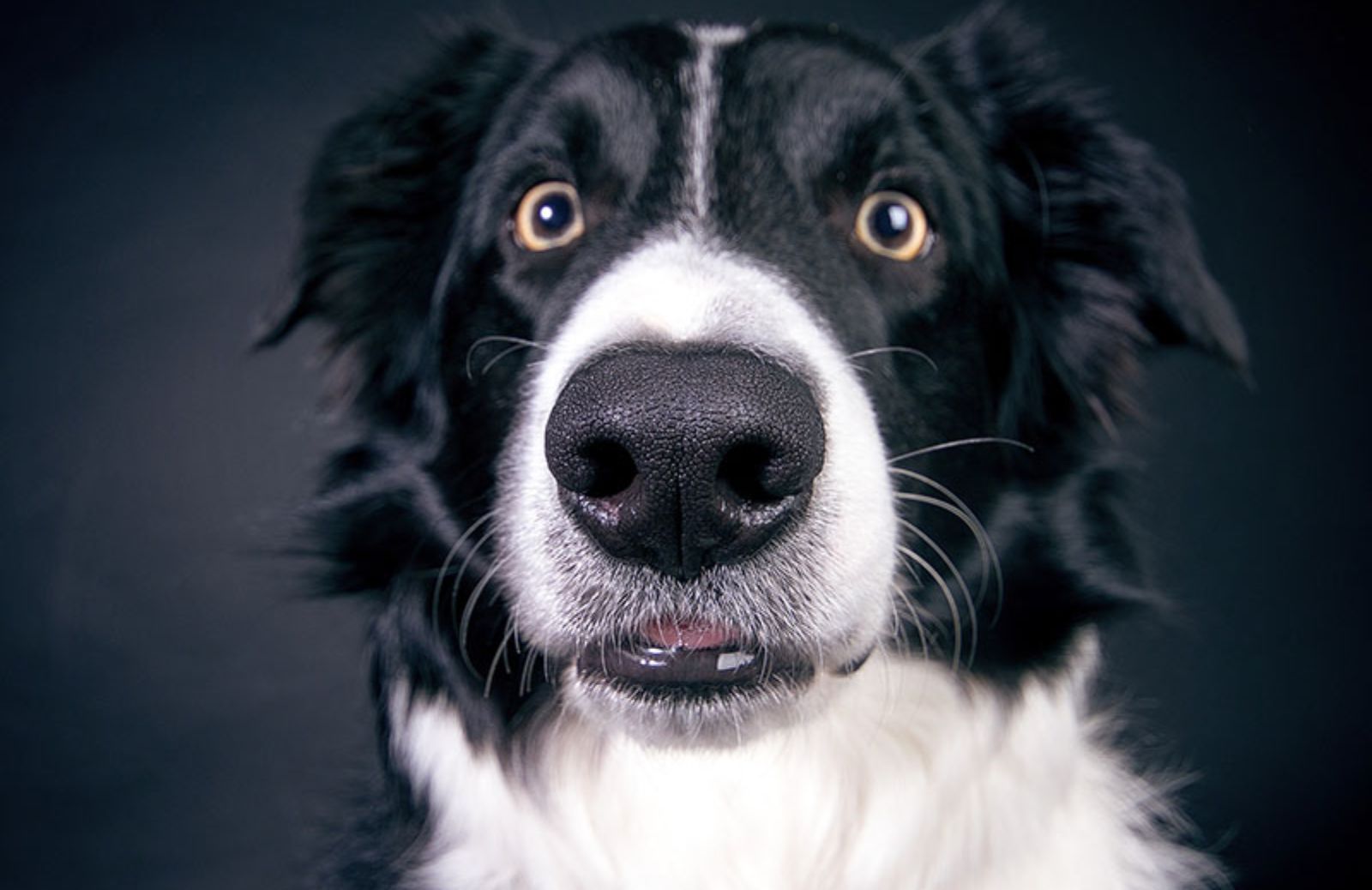 I 5 odori che il cane odia di più