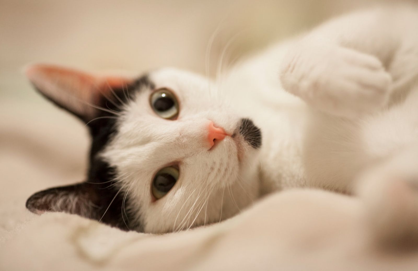 Il verso del gatto in 10 lingue del mondo