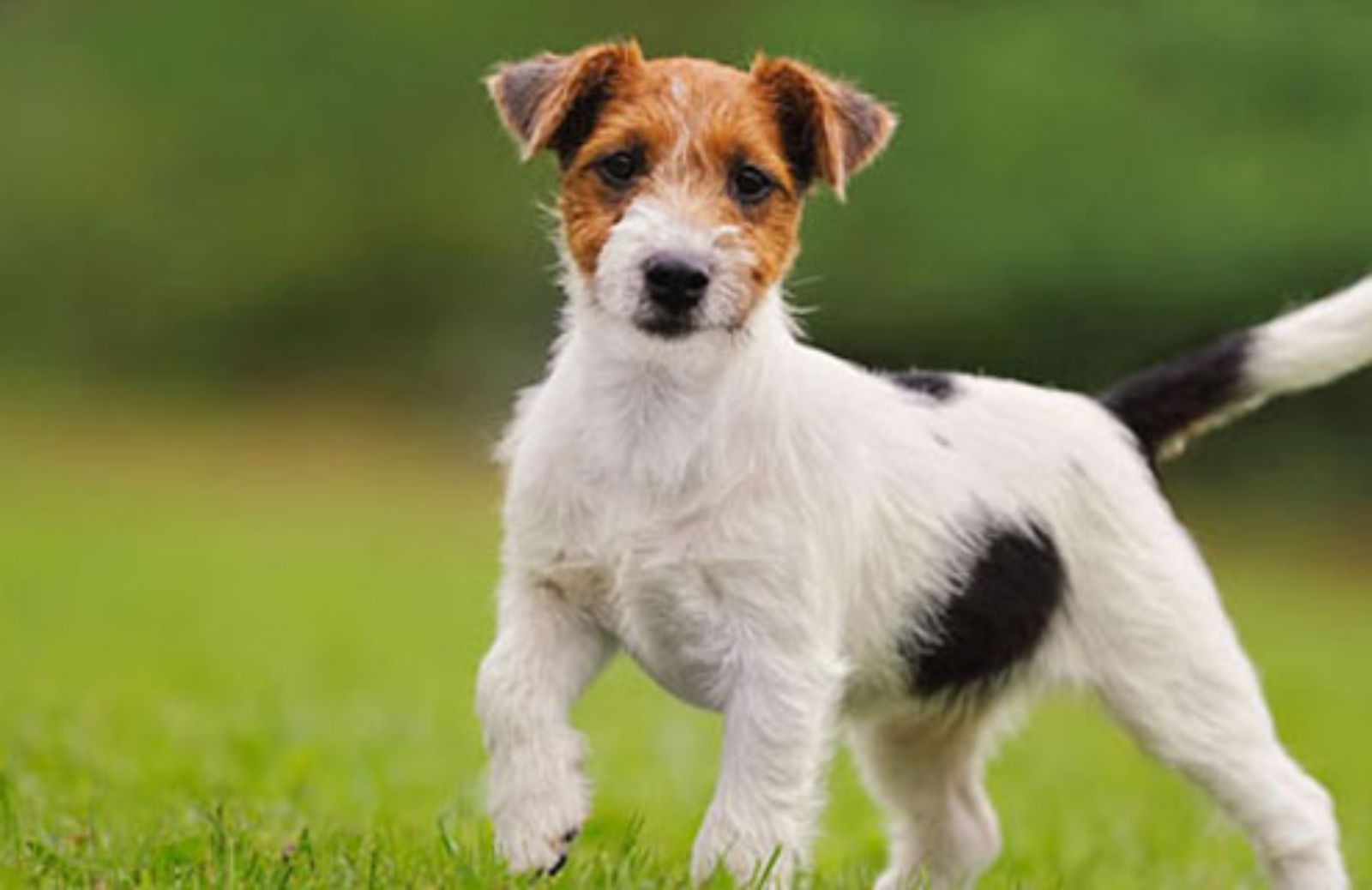 La salute del Jack Russell: le malattie più comuni