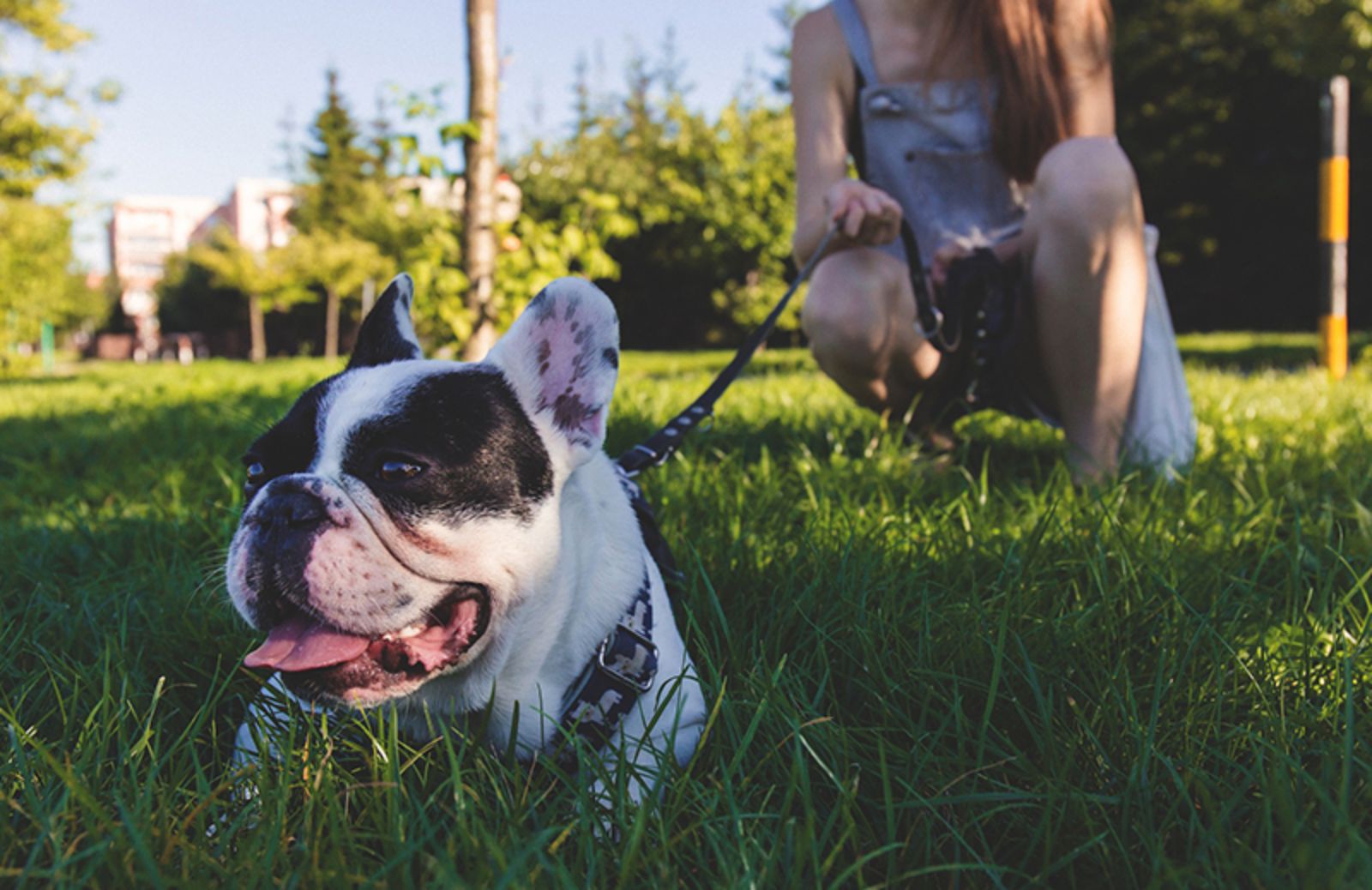 Lavorare con gli animali: 5 professioni per gli amanti dei cuccioli