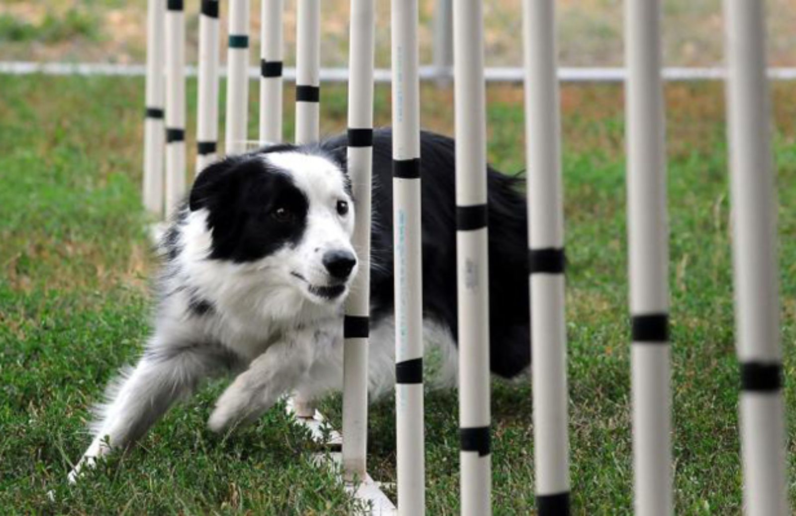 Le 10 razze di cani con la più elevata intelligenza lavorativa