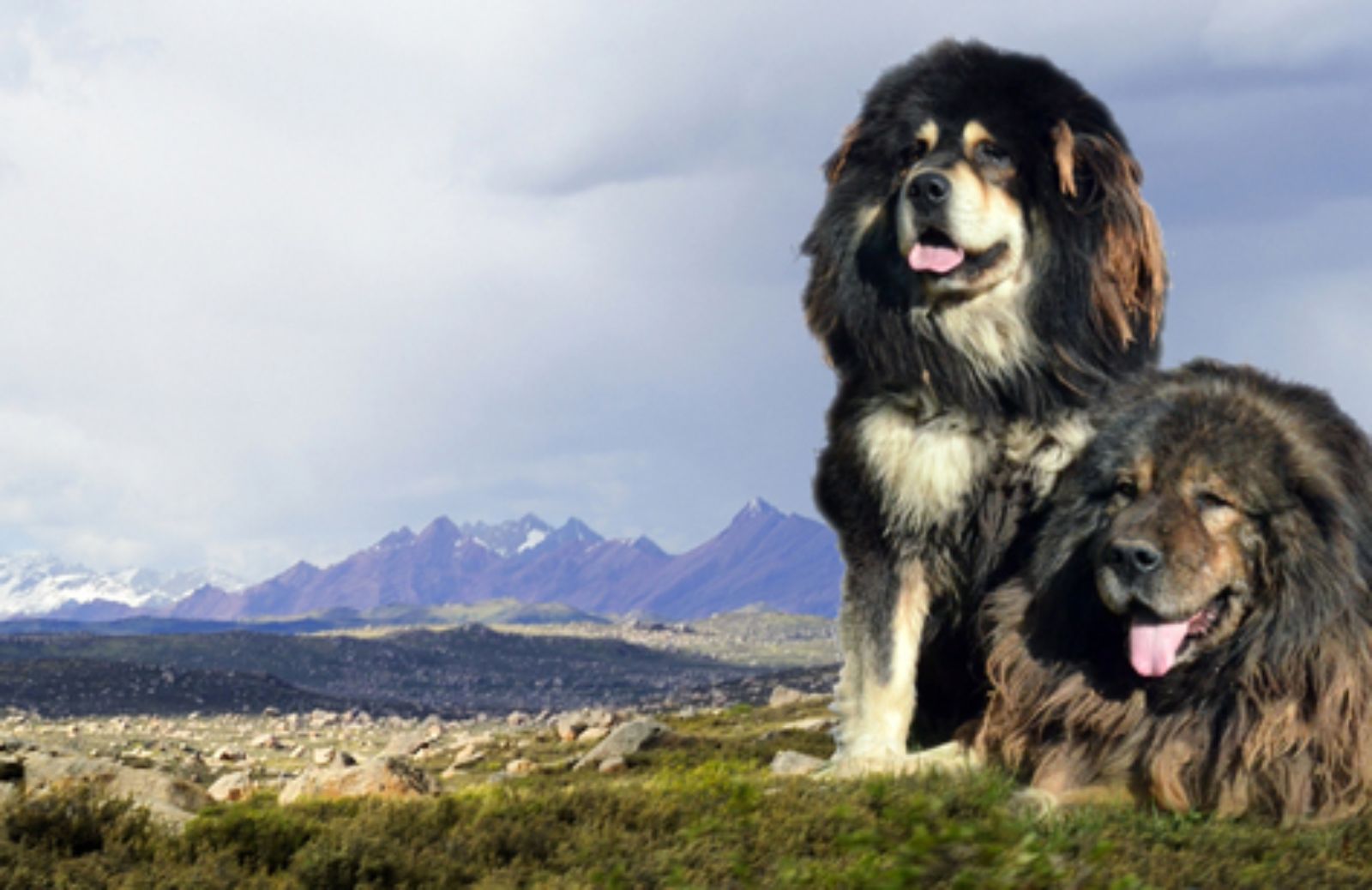 Le 10 razze di cani più costose al mondo 