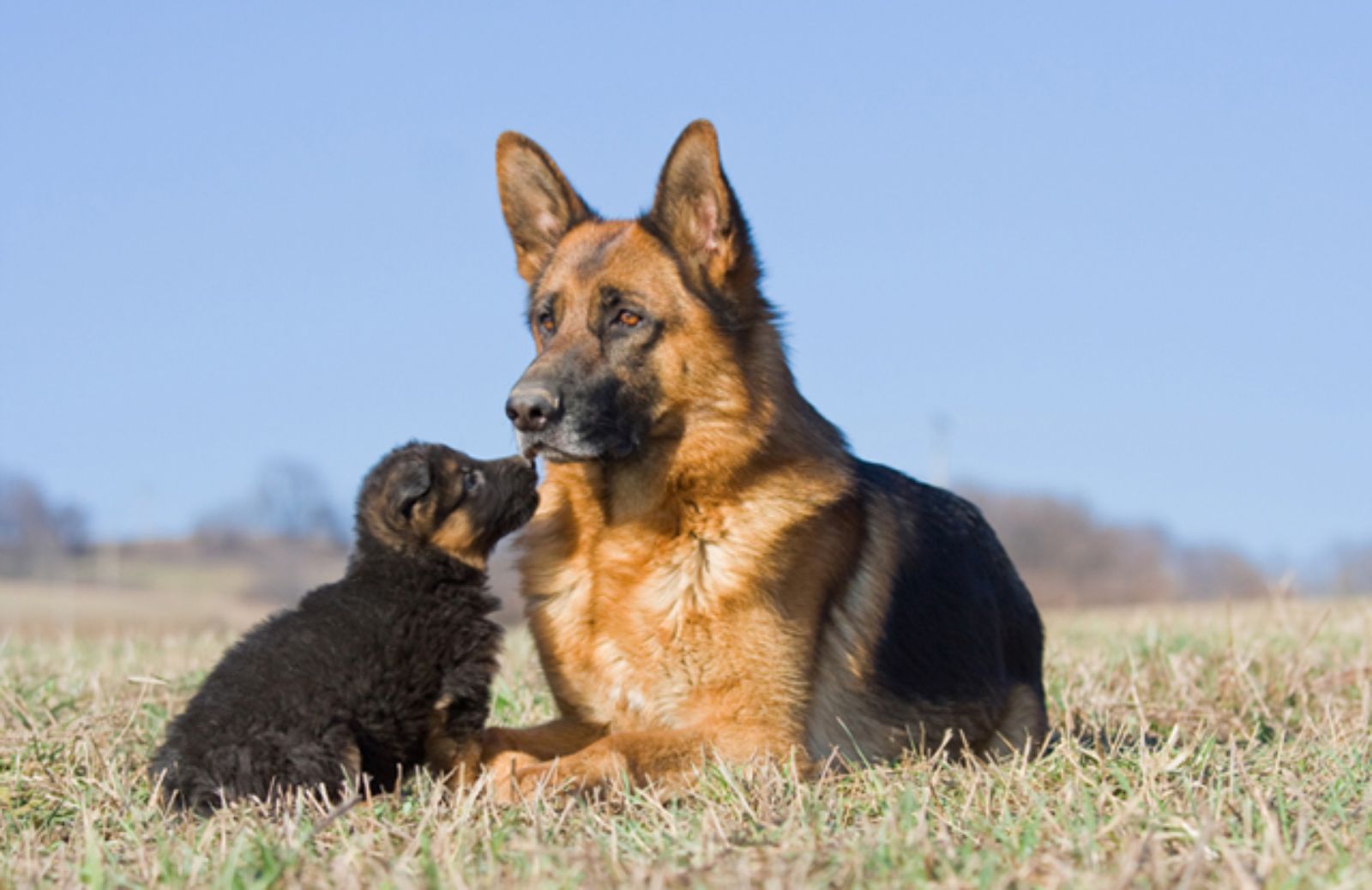 Le 10 razze di cani più vendute in Italia