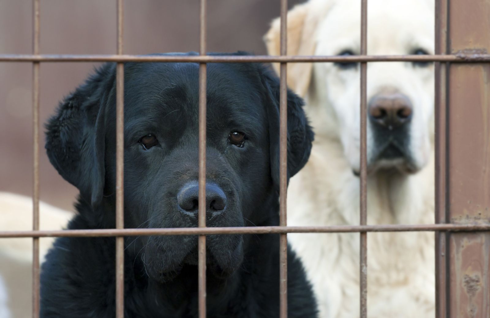 Le 10 scuse di chi decide di abbandonare un cane