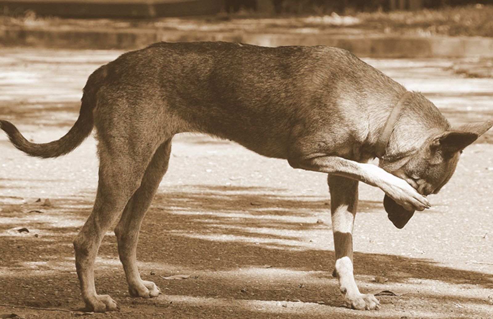 Le 5 allergie più frequenti del cane